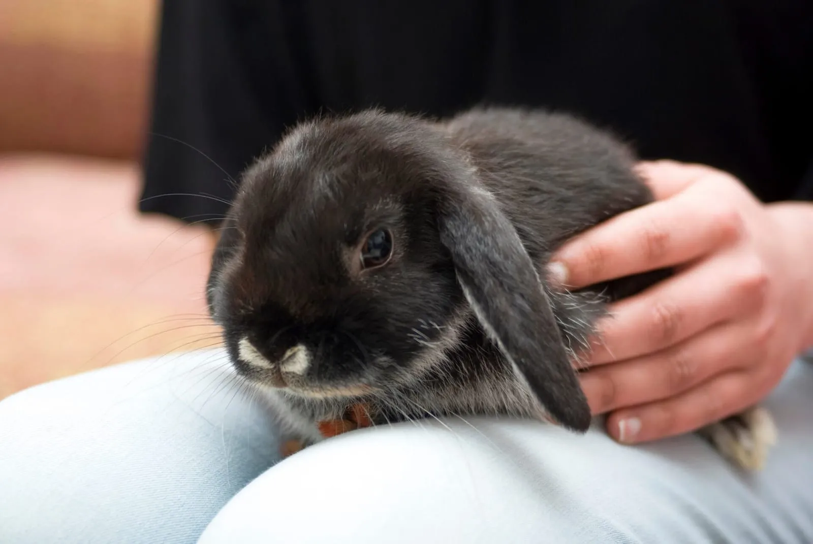 Black rabbit sitting on the lap of woman