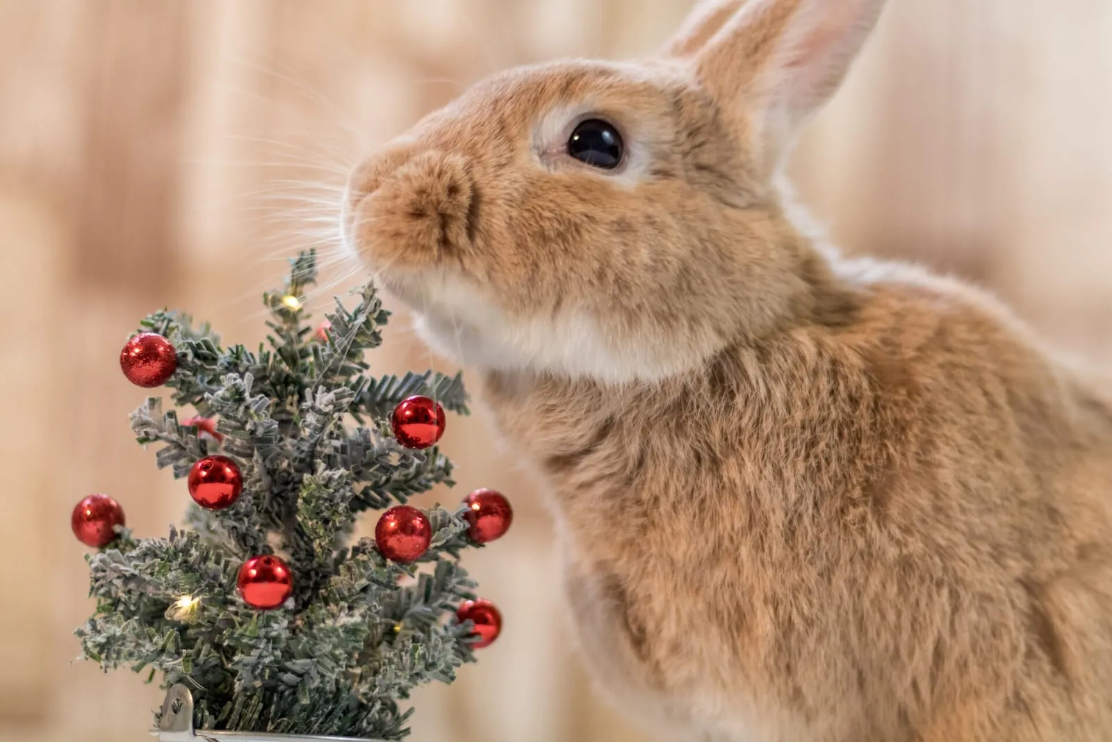 Rabbit sniffing a small Christmas tree