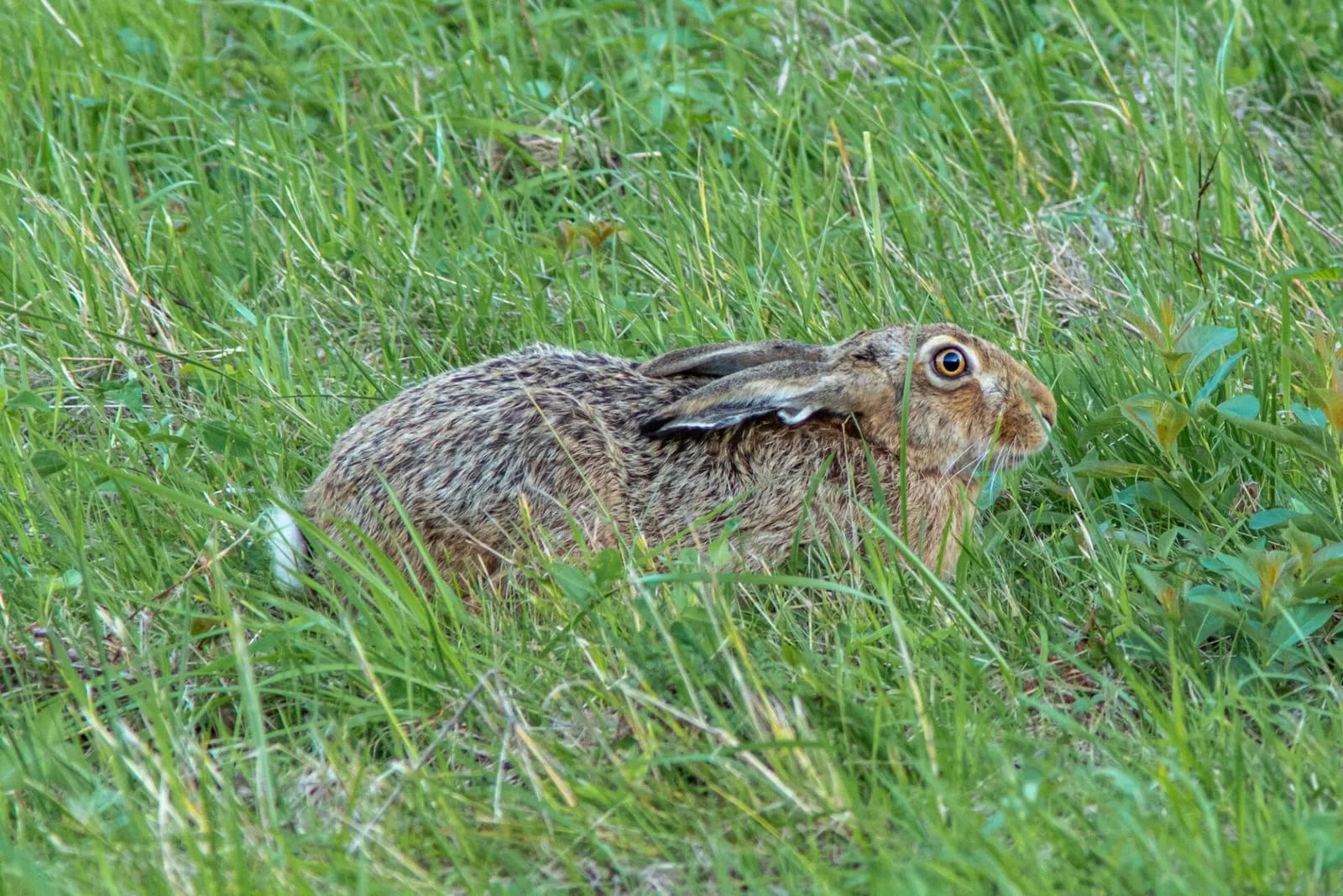 Scared wild rabbit hiding in grass