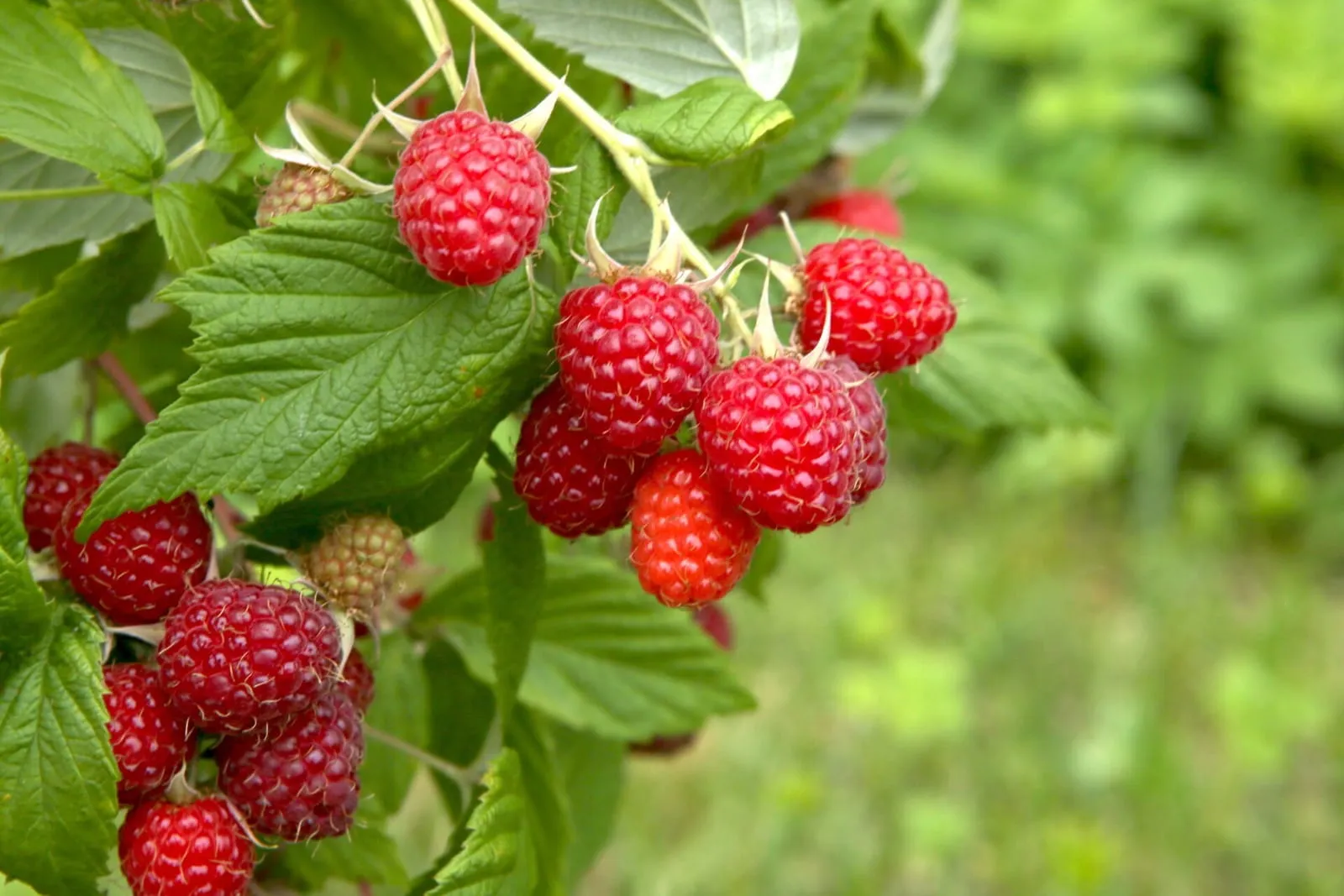 Berry bush