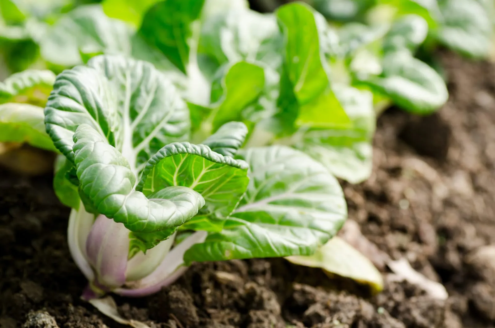 Bok choy or Chinese cabbage in a garden