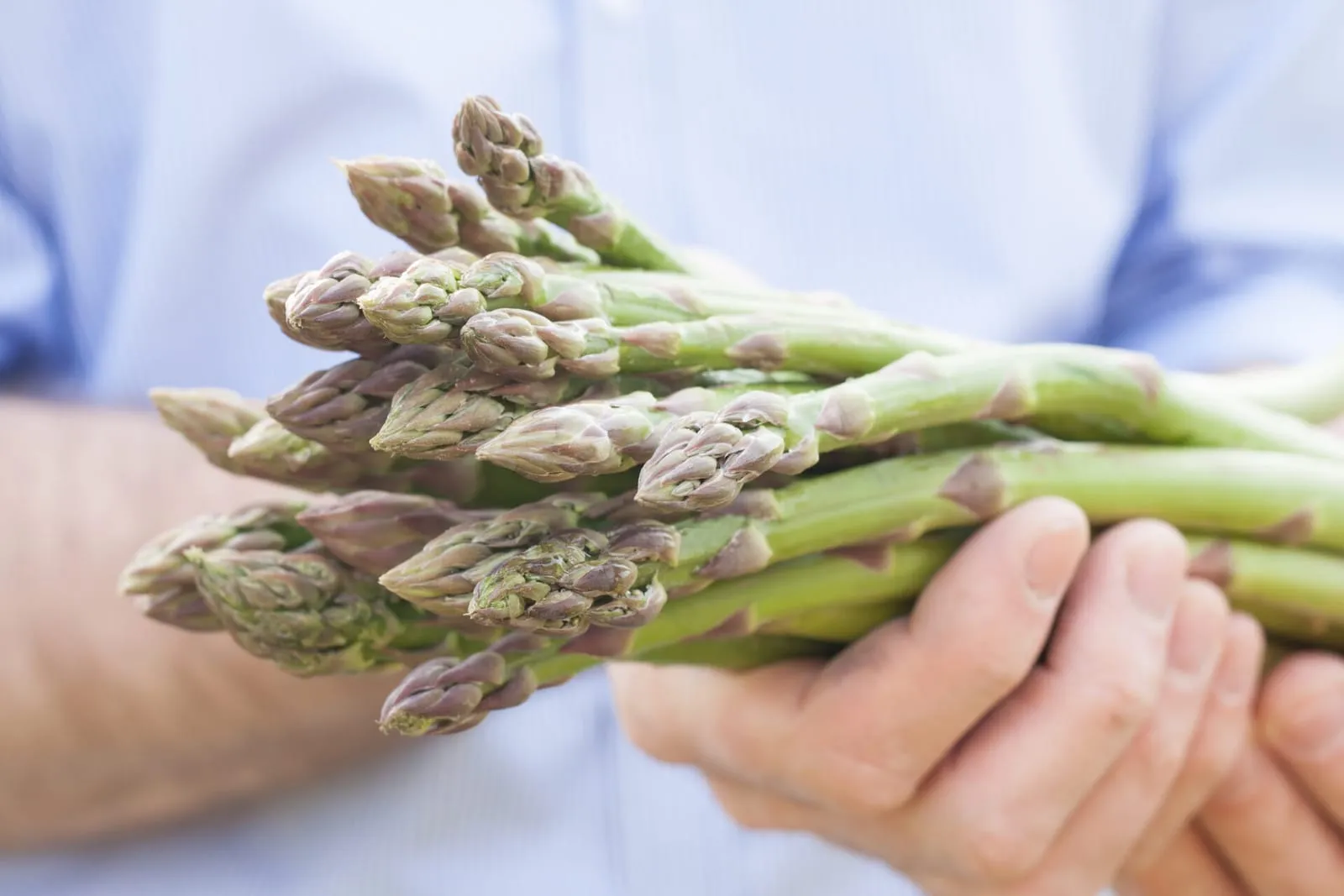 Bunch of asparagus