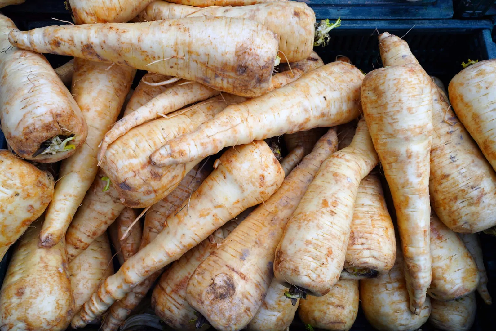 Bunch of parsnips
