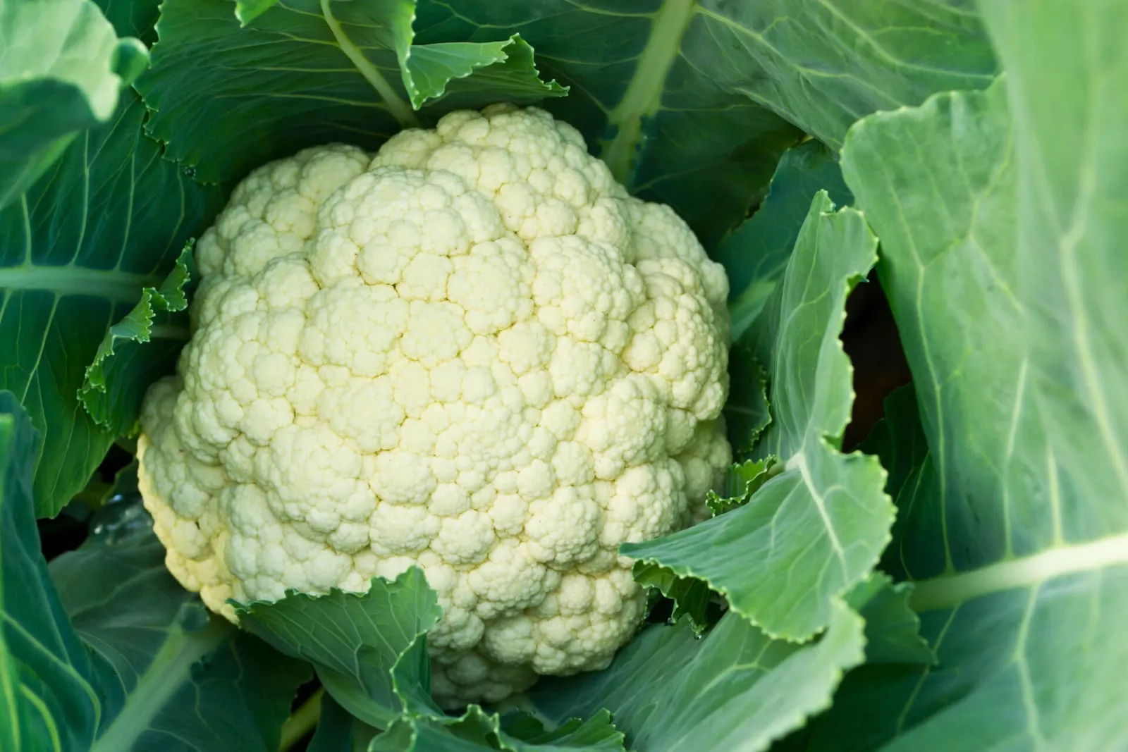 Cauliflower