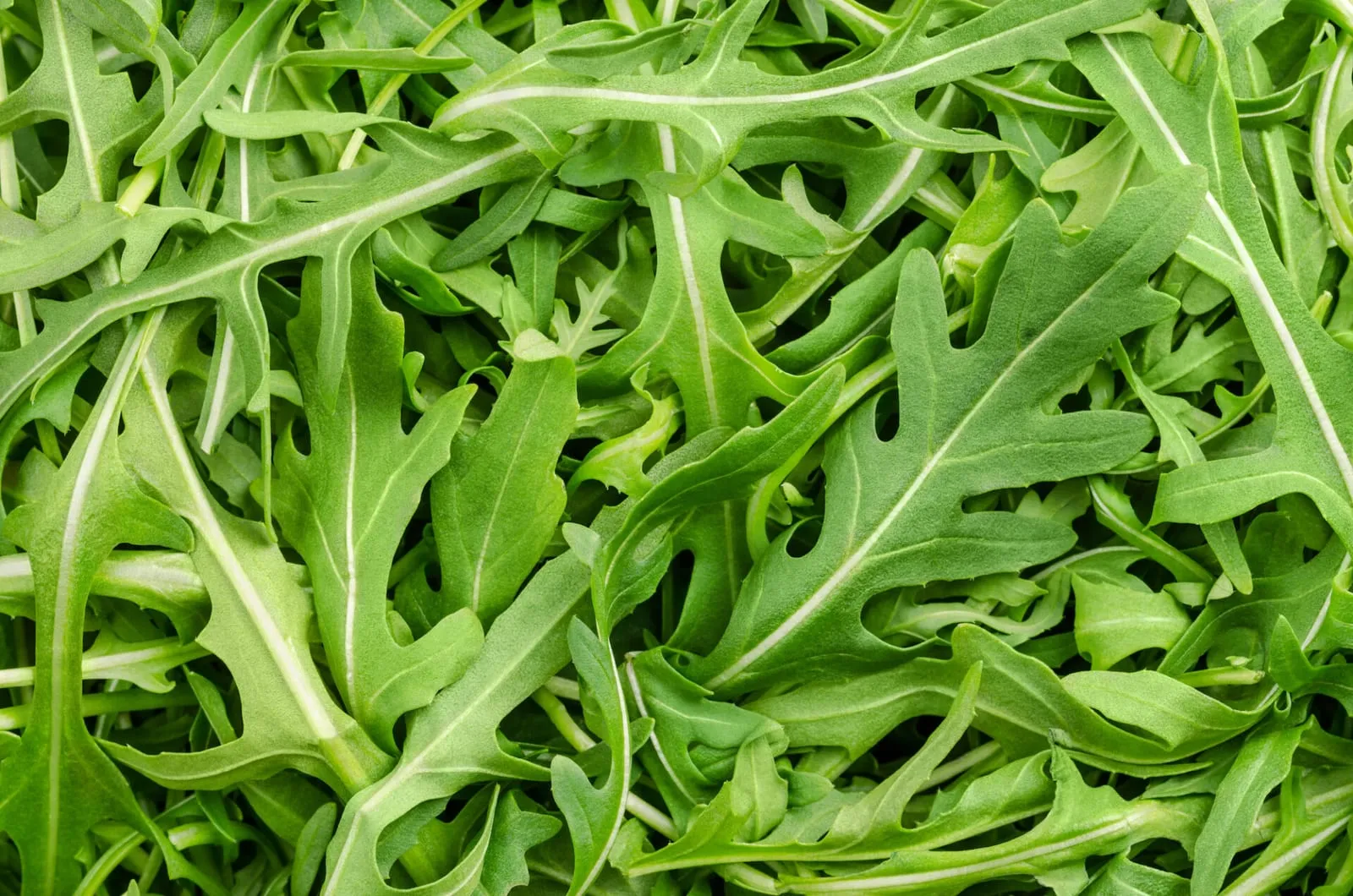 Fresh rocket or arugula