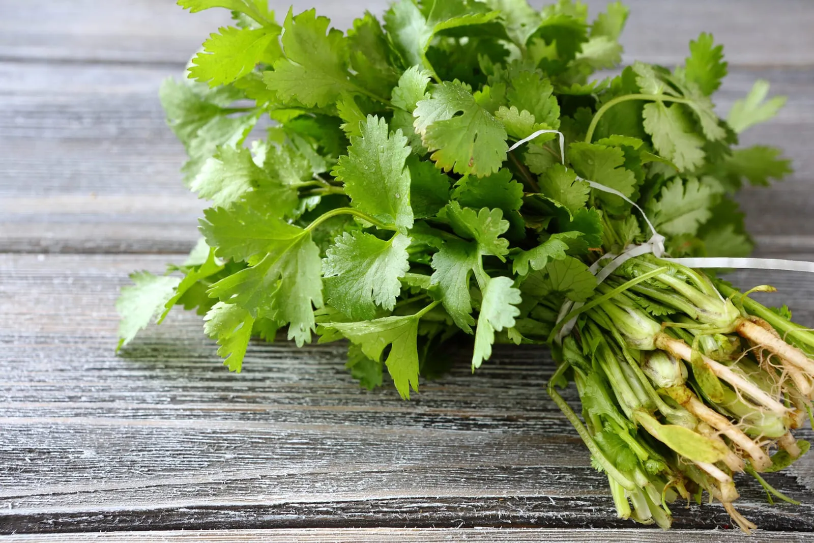 Green cilantro on a cutting board