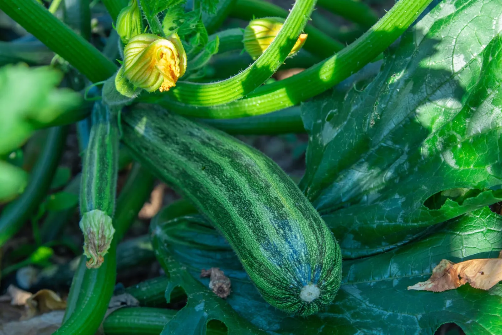 Growing courgette