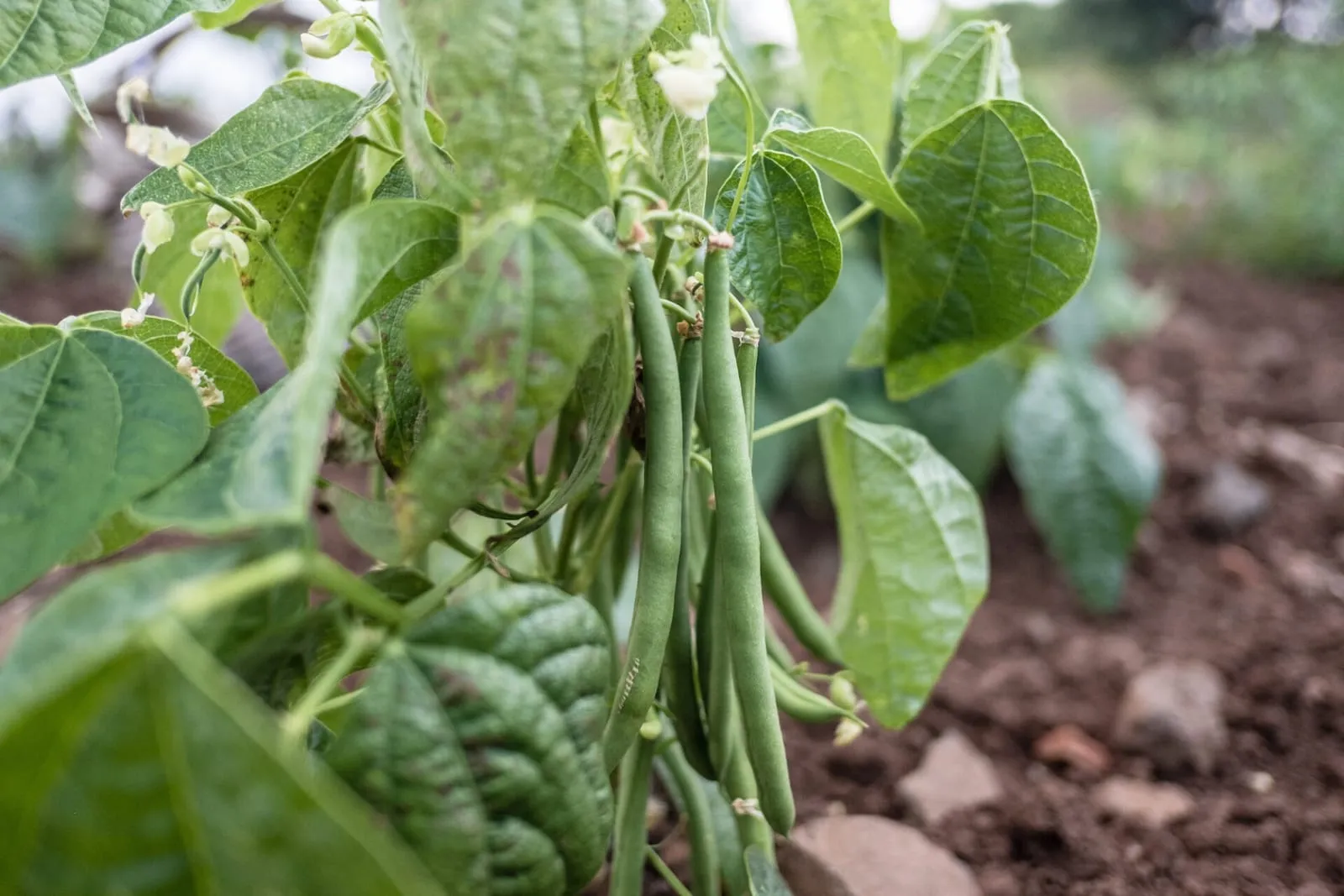 Growing green beans