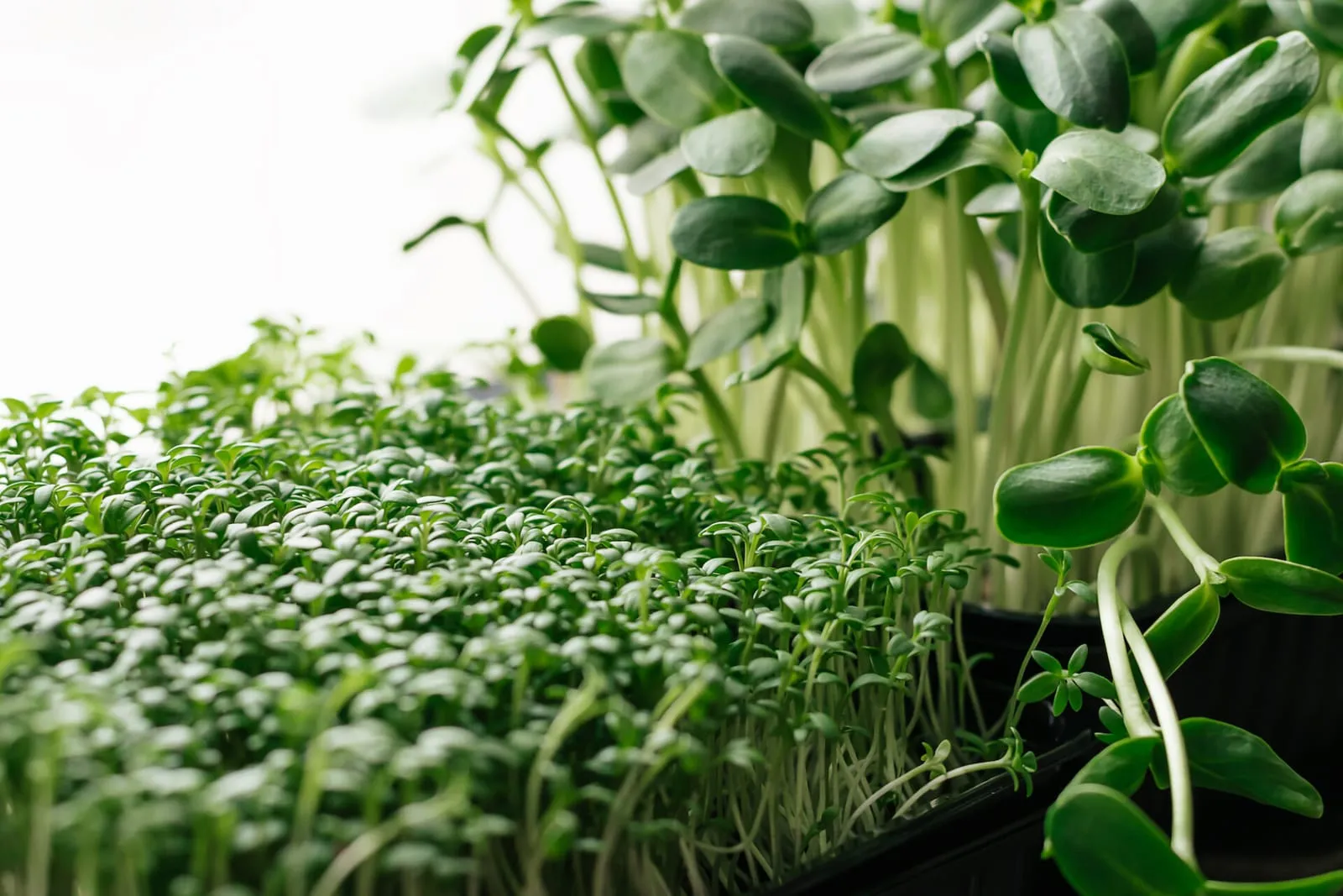 Growing watercress