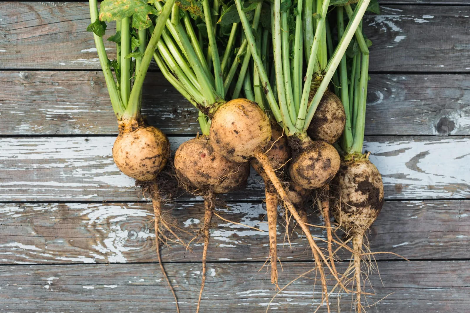 Harvested turnips