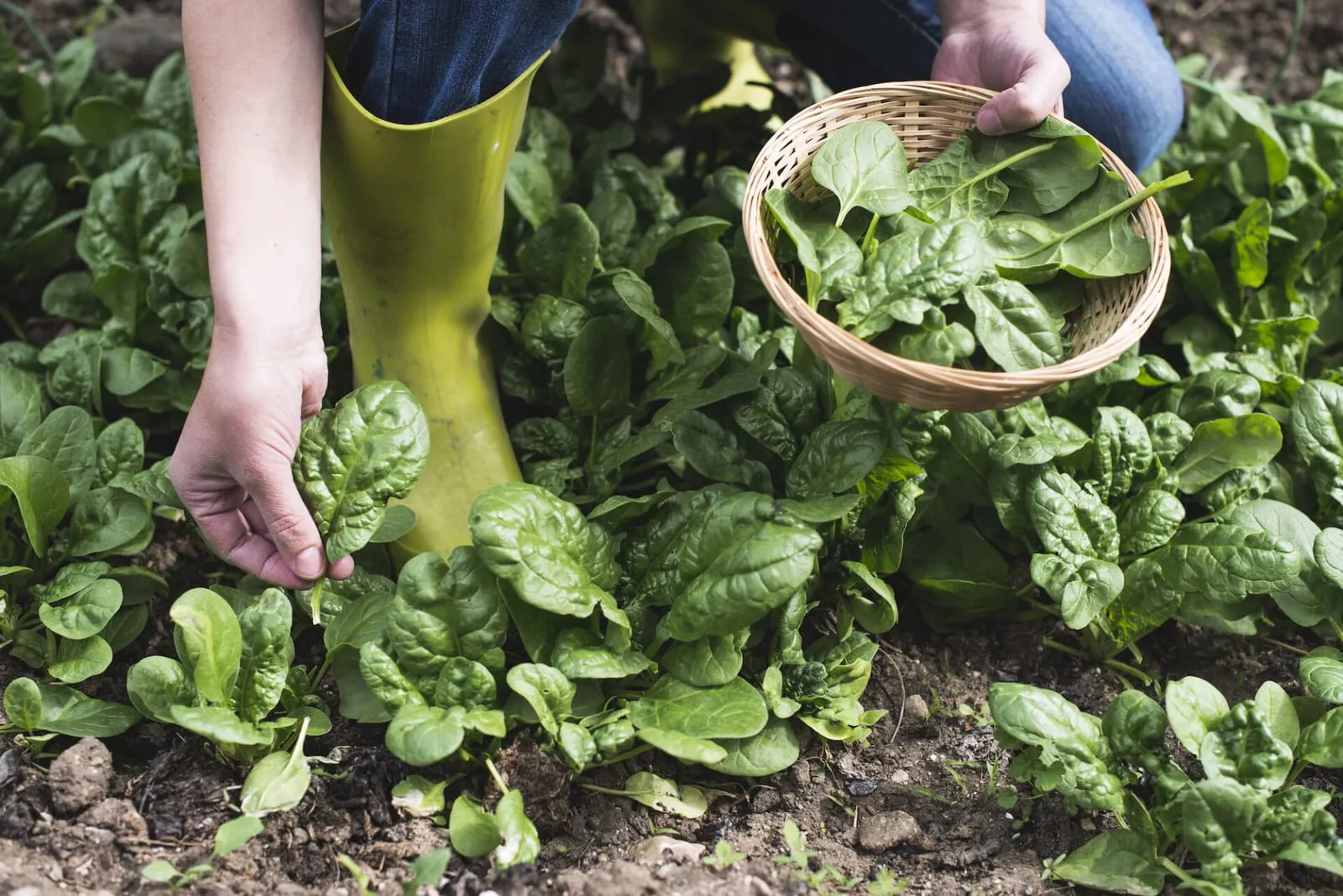 Man picking spinach in a garden