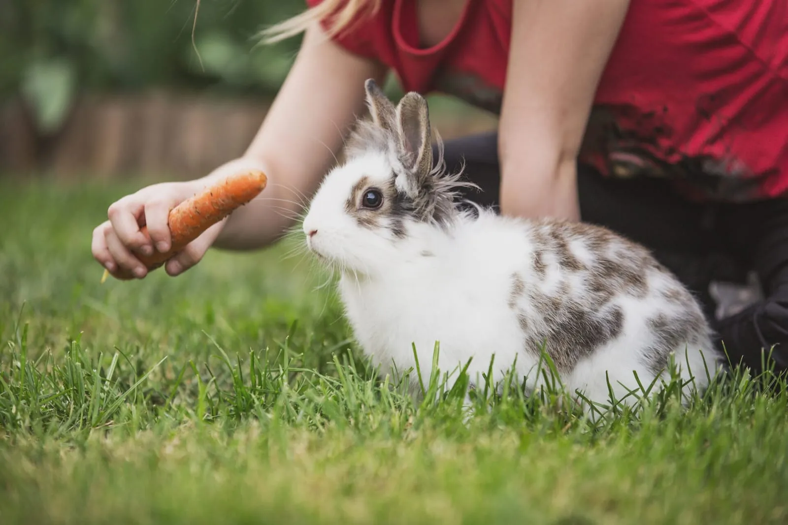 Rabbit being fed a carrot
