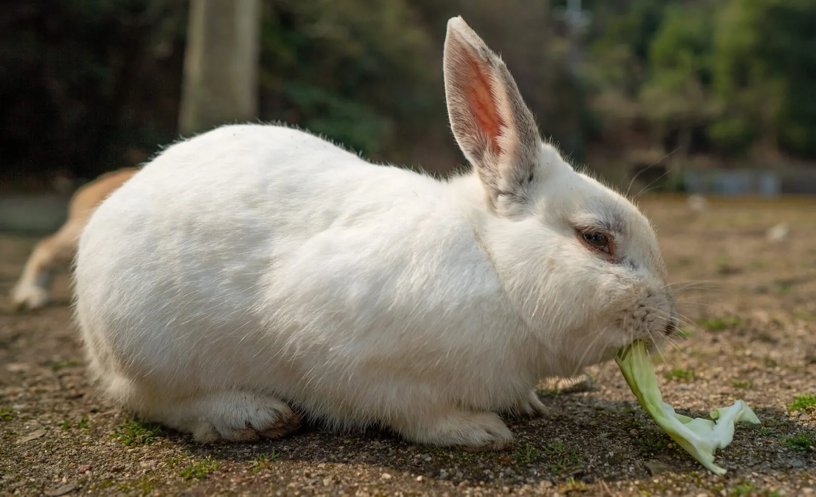 Rabbit eating celery