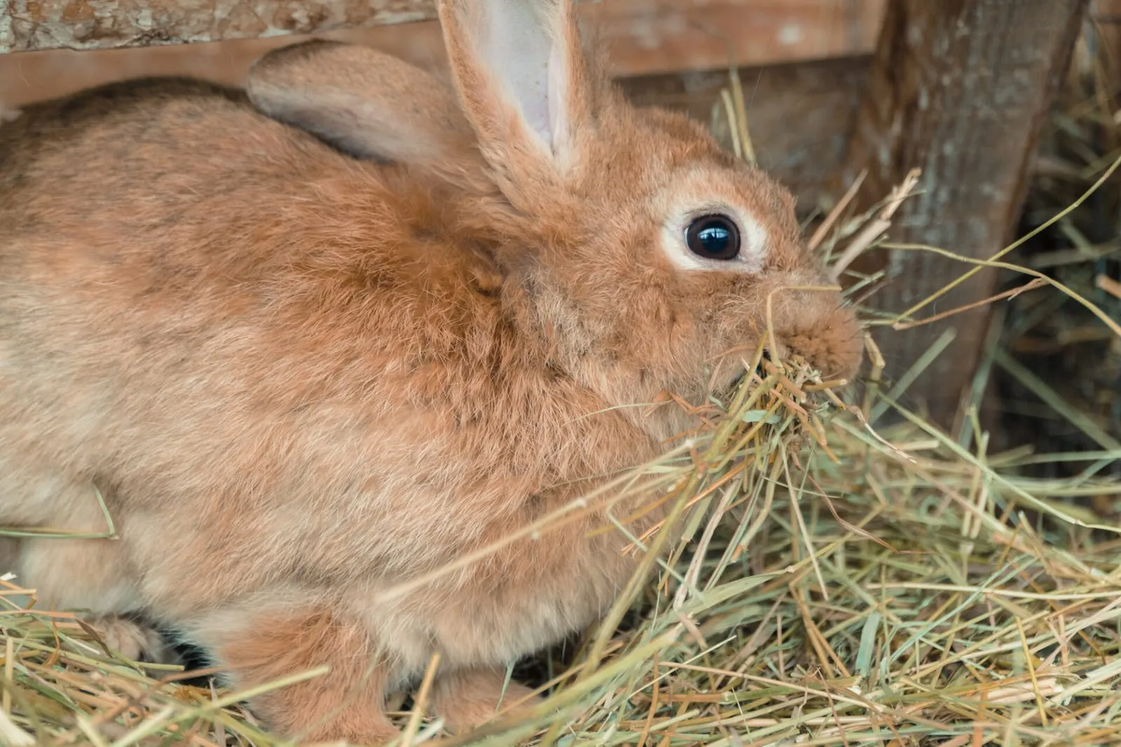 Rabbit eating hay