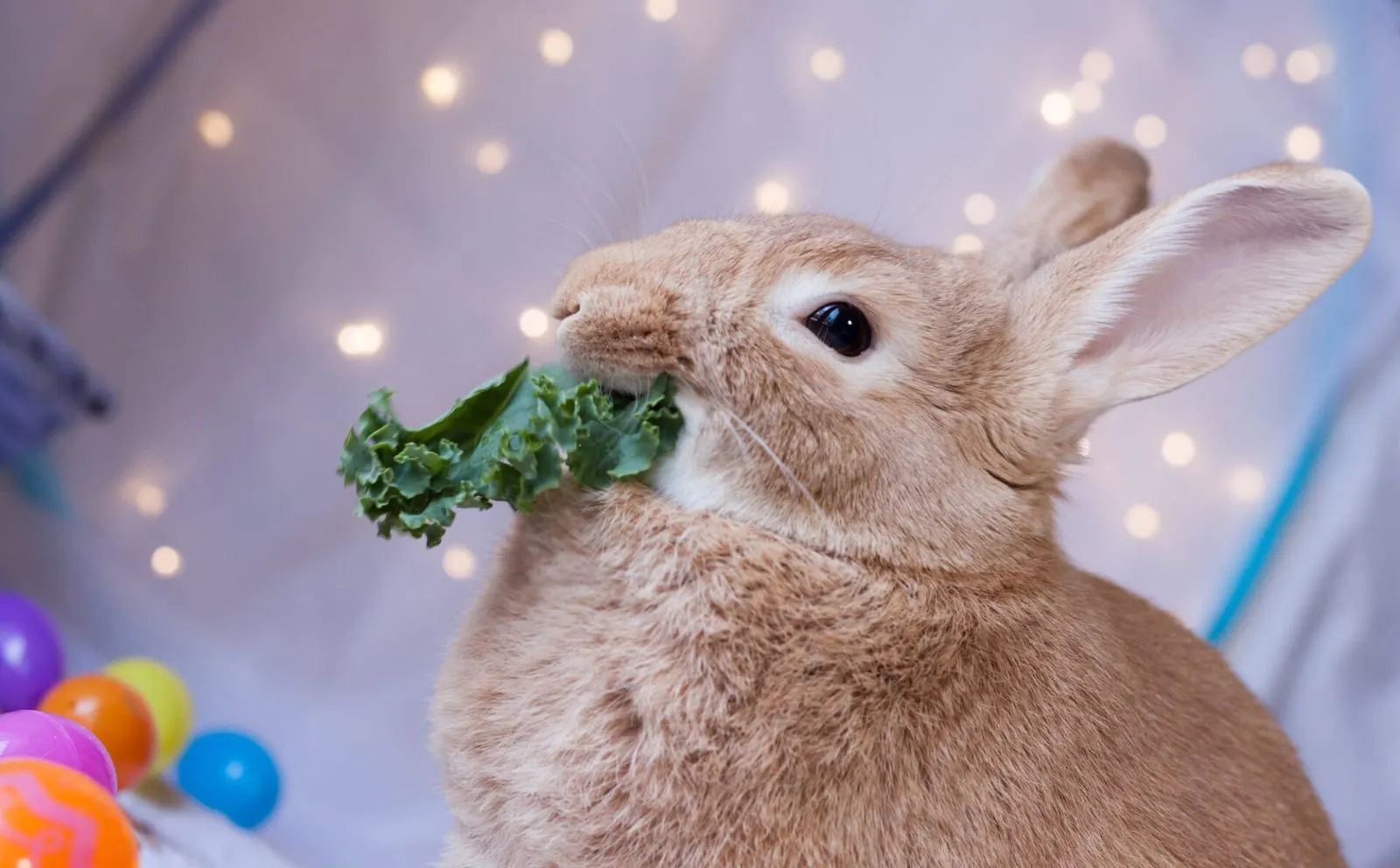 Rabbit eating kale