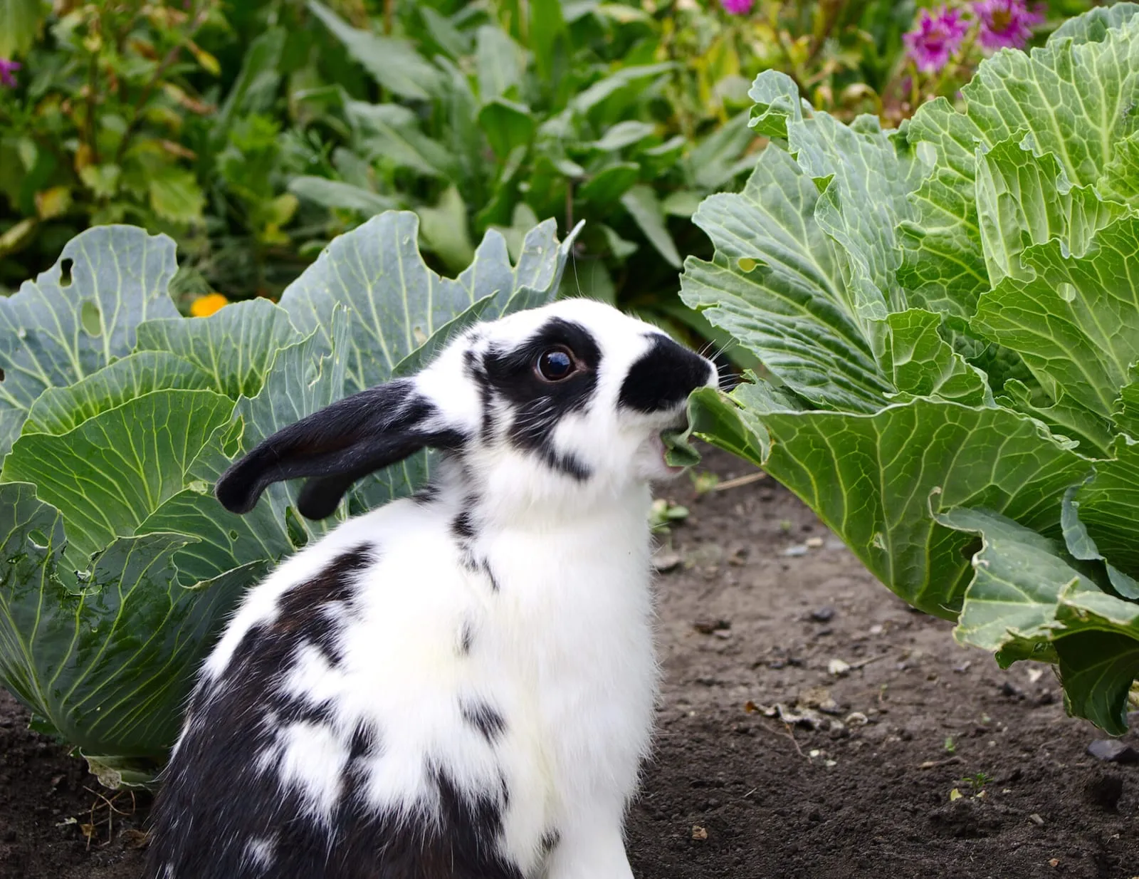 Rabbit eating a bit of cabbage