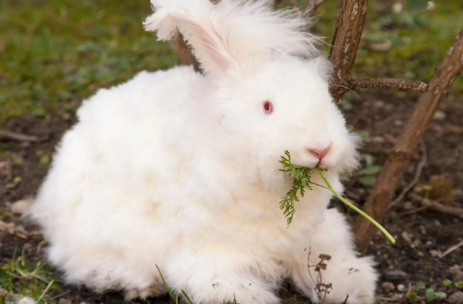 Rabbit eating a bit of parsley