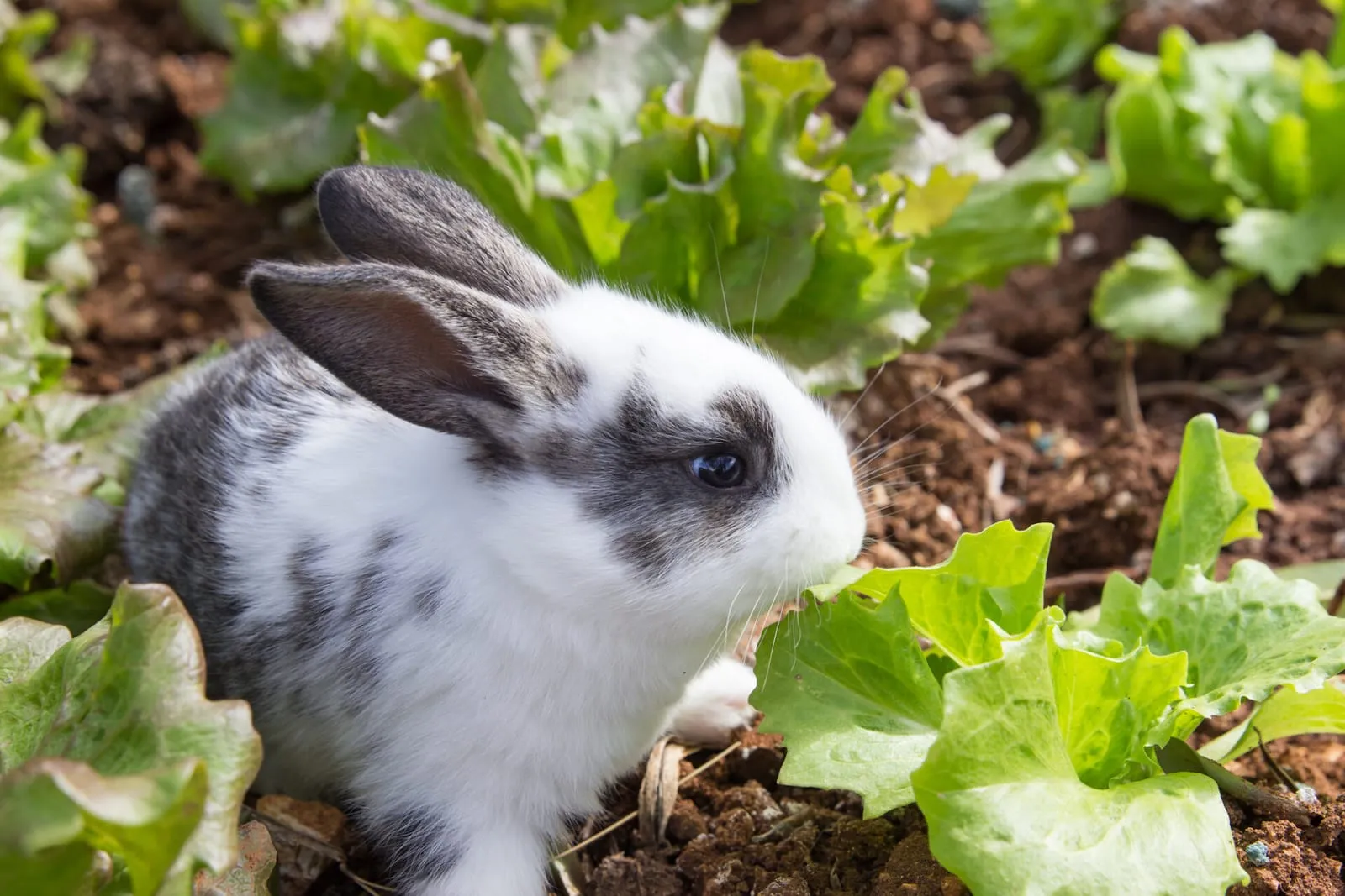Rabbit sitting next to lettuce in a garden