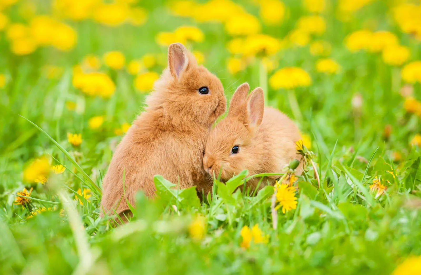 Rabbits in a field of dandelions
