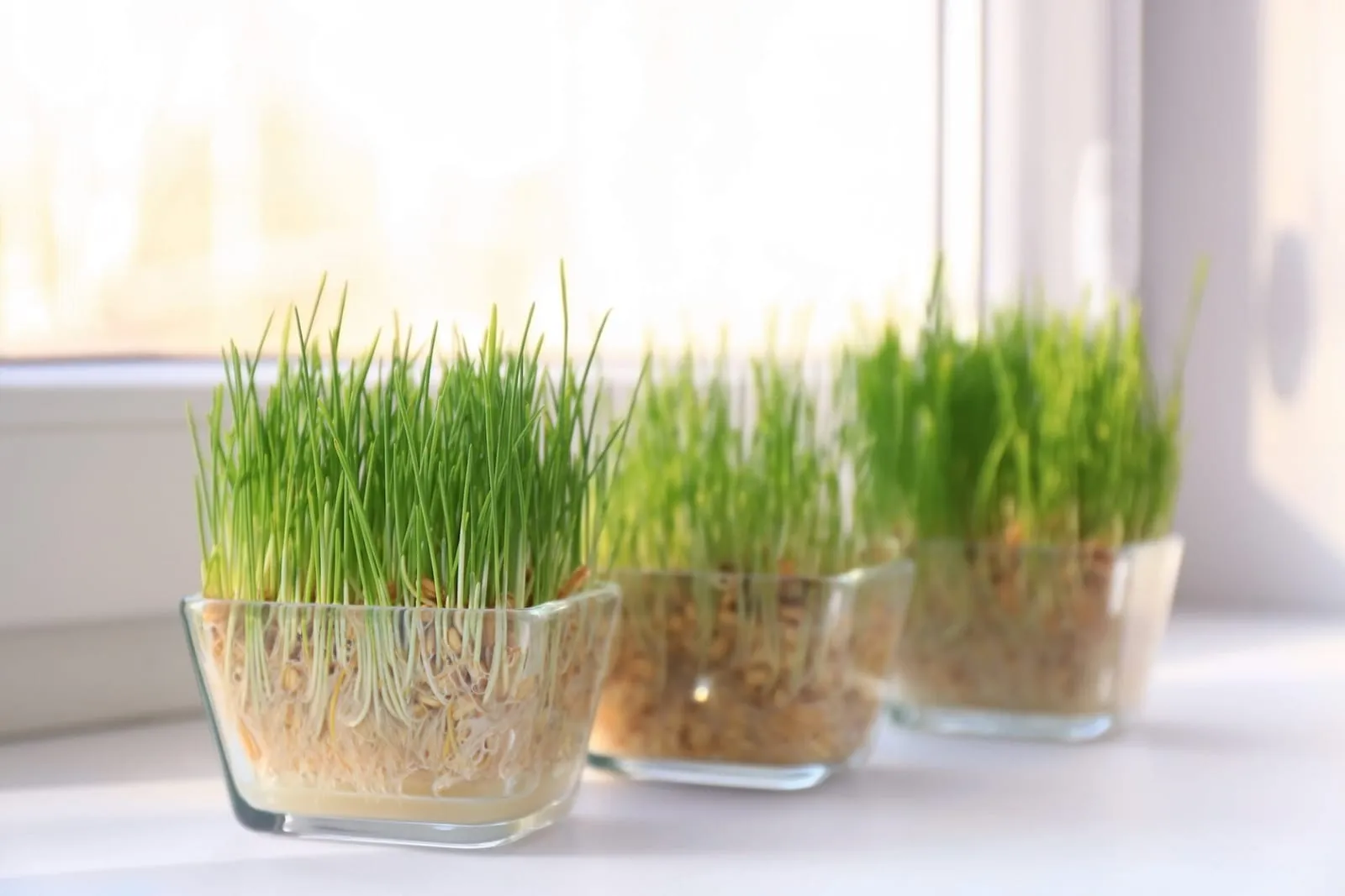 Wheatgrass on a windowsill