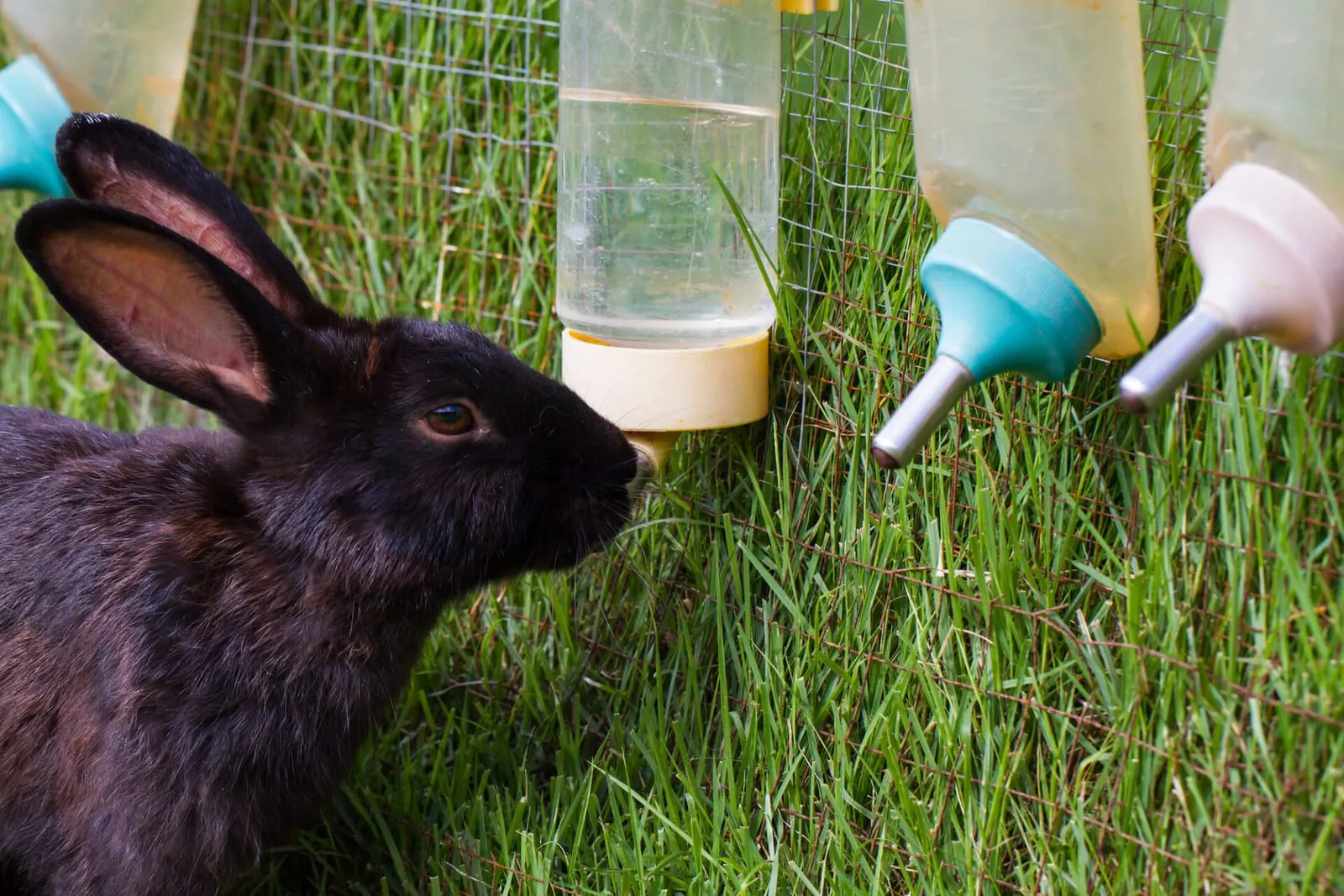 Rabbit next to multiple bottles