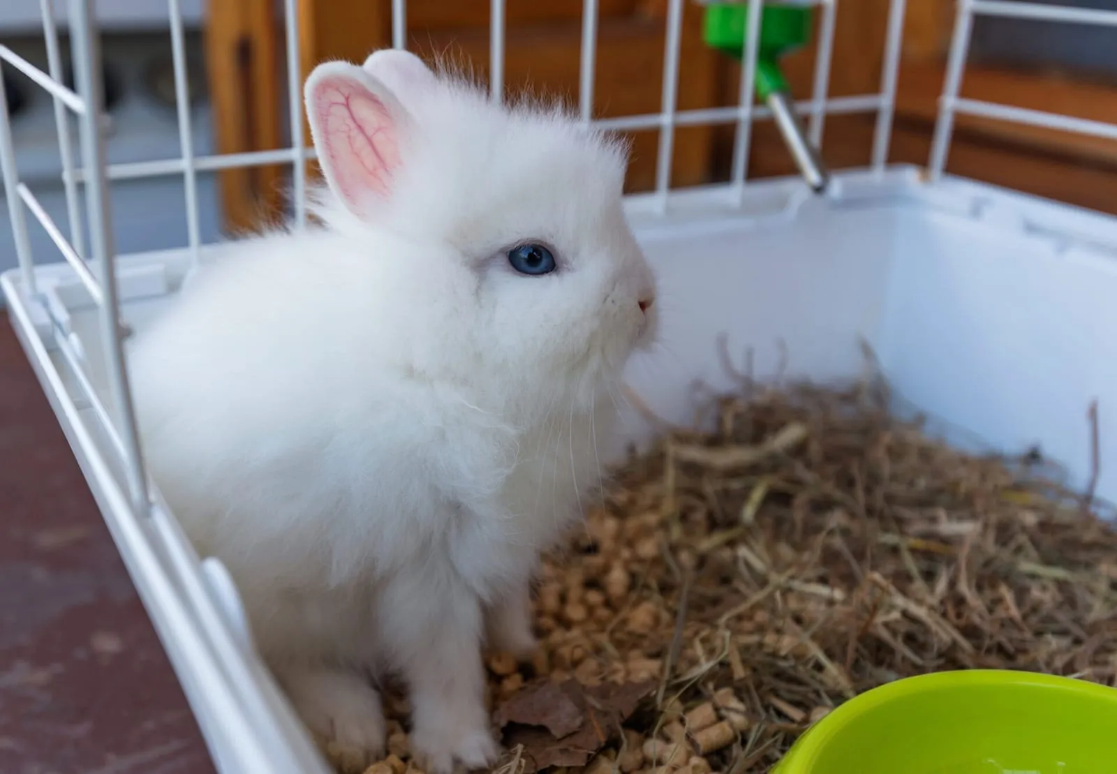 Rabbit in a cage