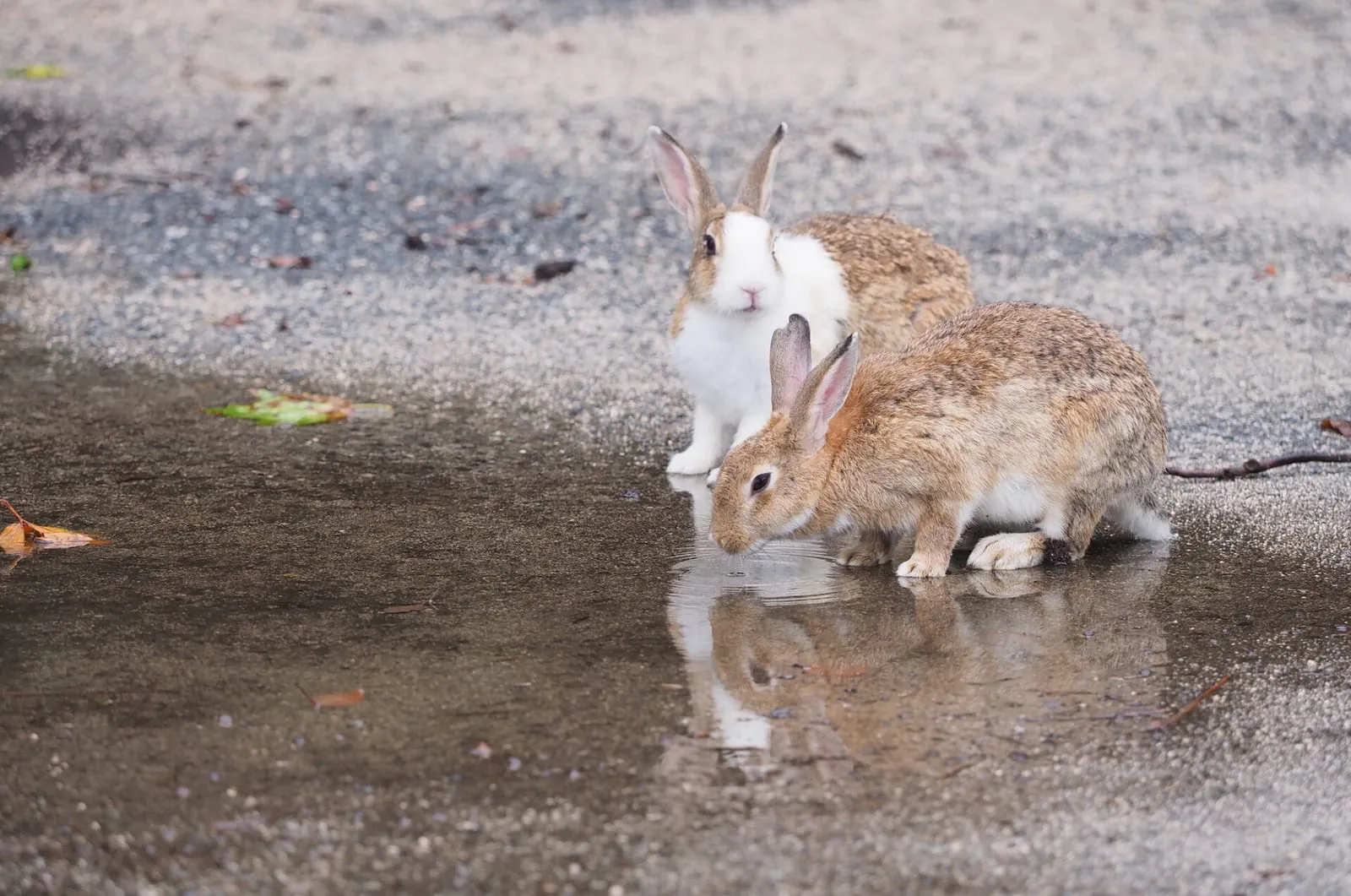 Rabbits drinking from a puddle outside