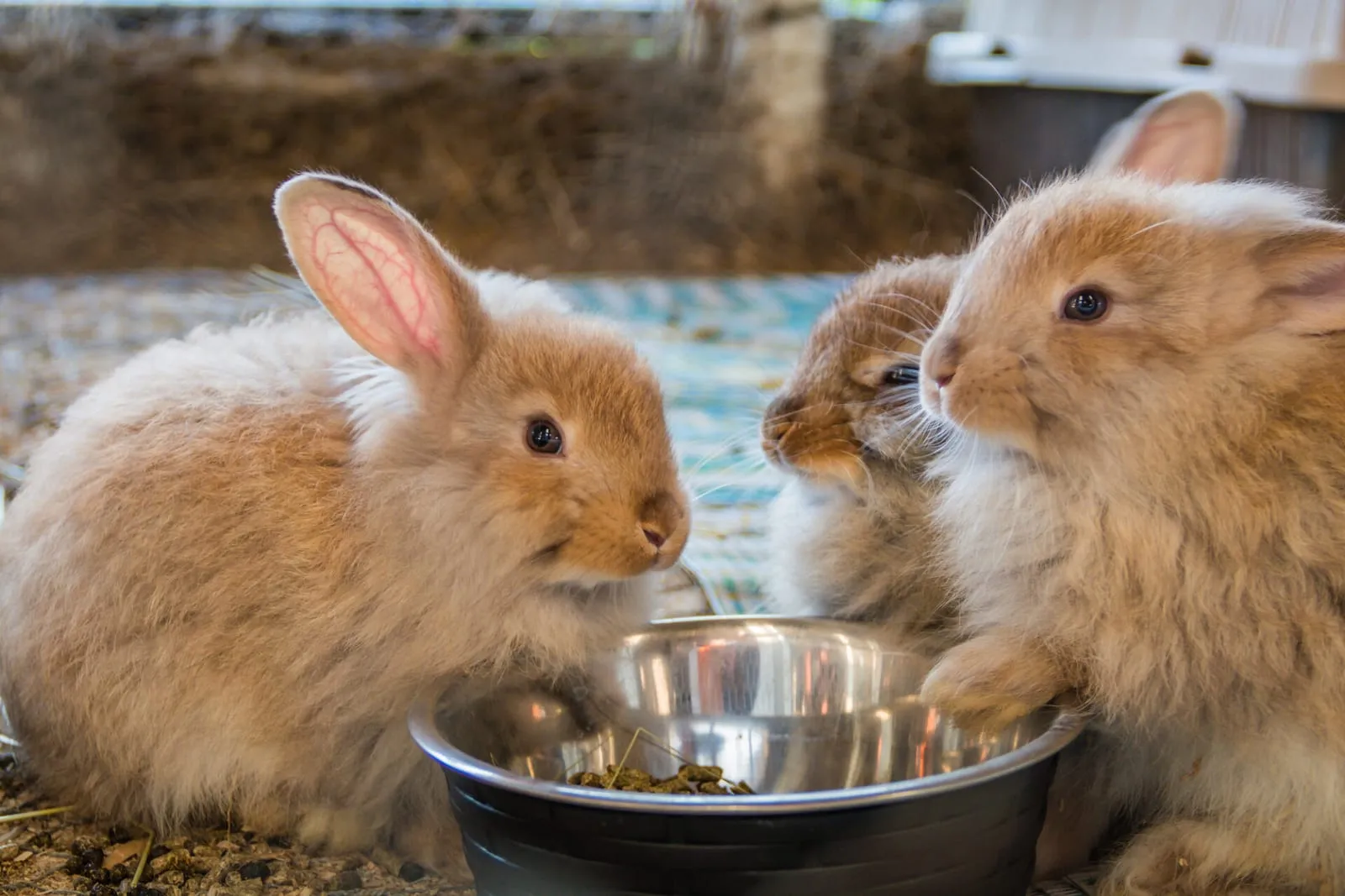 Fluffy rabbits eating out of bowl
