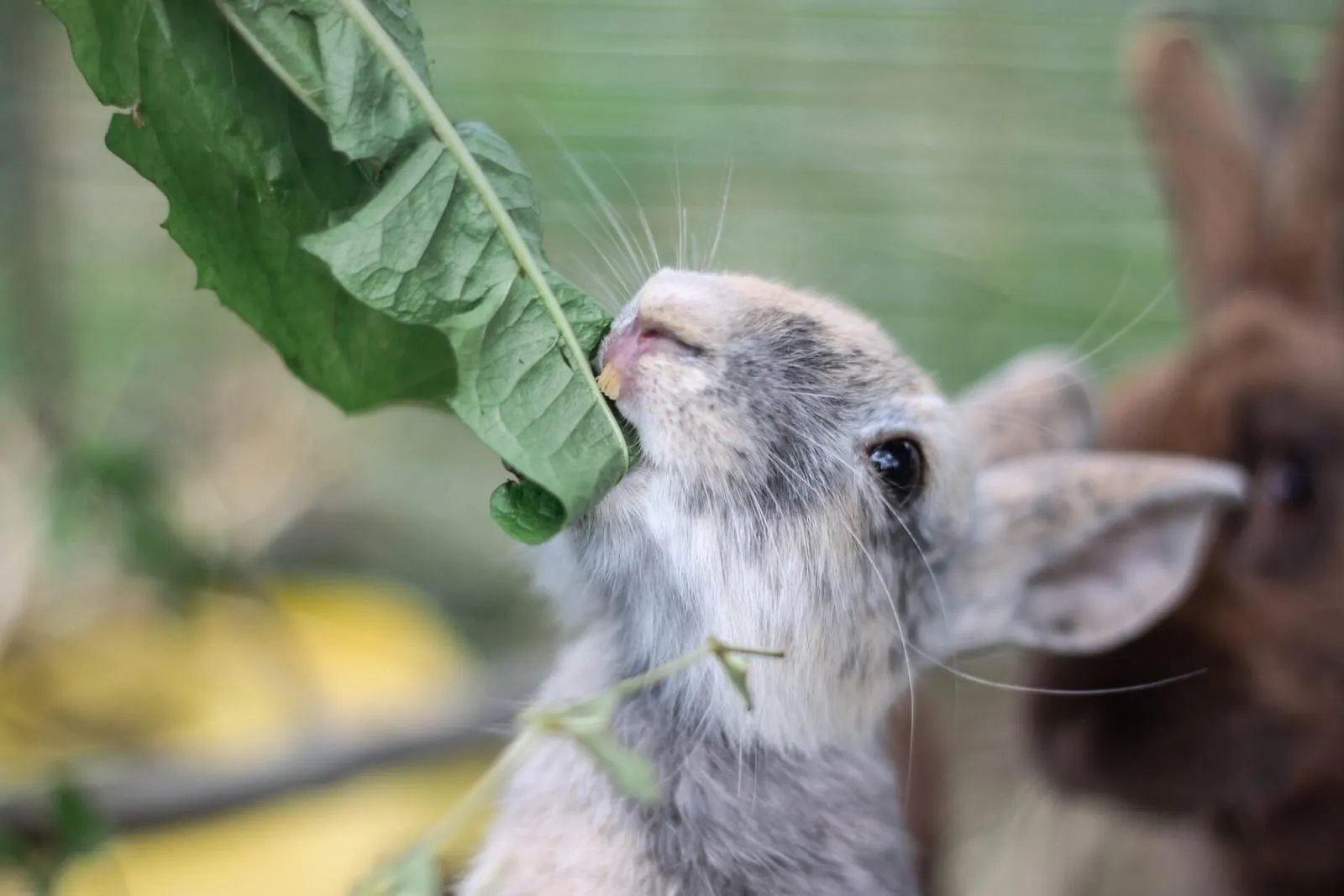 Rabbit eating leaves showing teeth