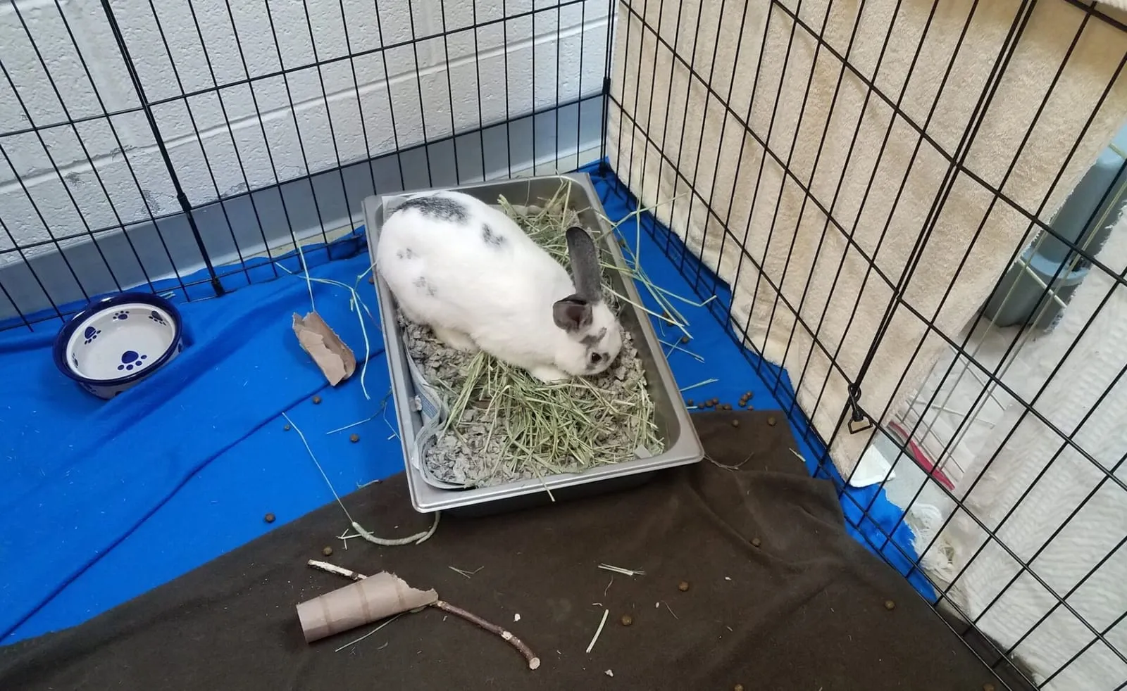 Rabbit inside of litter box