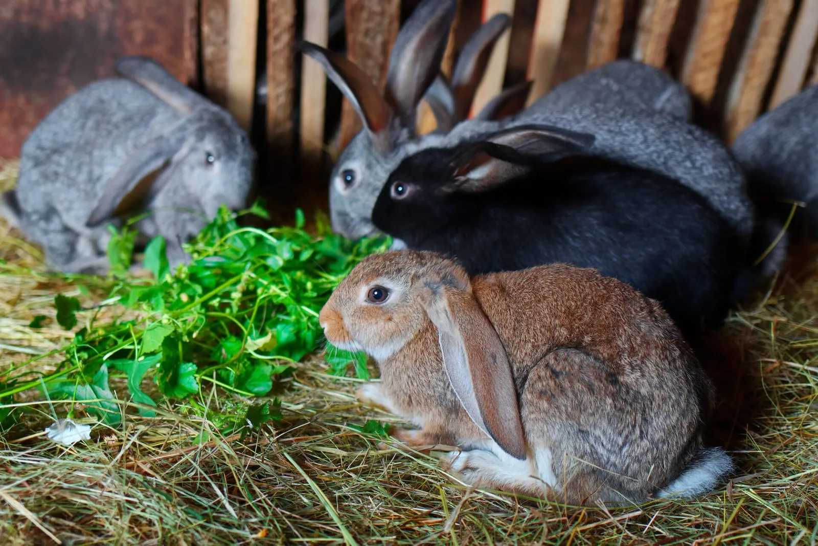 Rabbits eating together in a barn