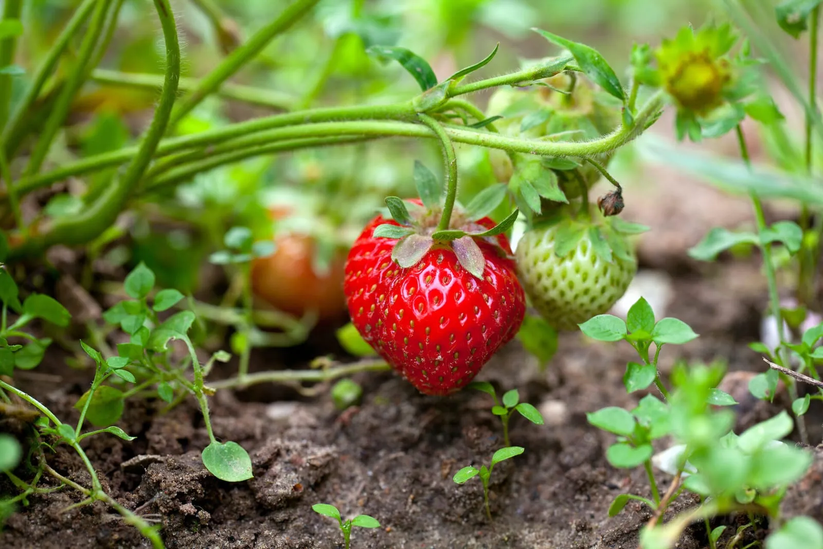 Closeup of strawberries growing