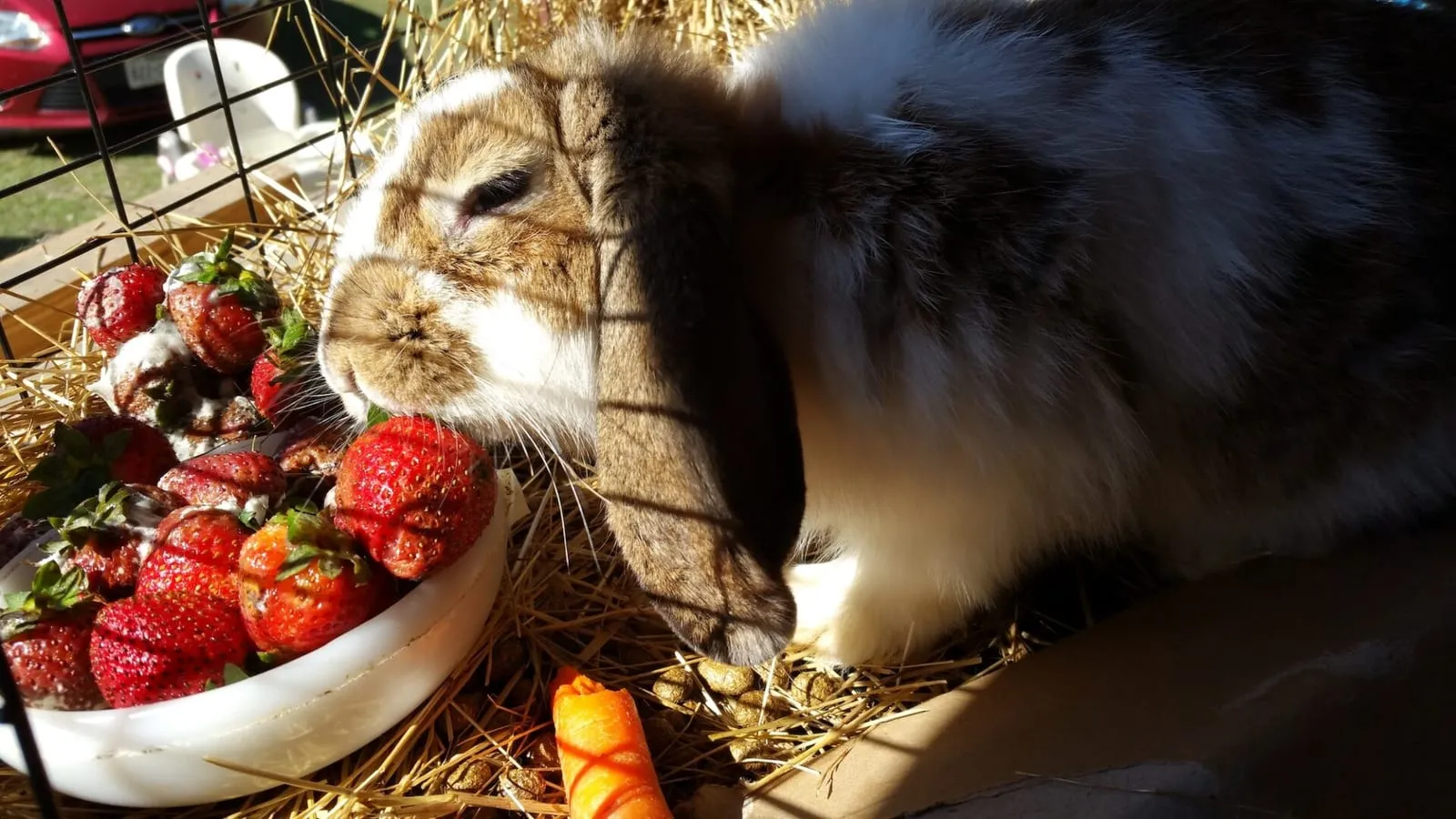 Rabbit eating strawberries from bowl outside