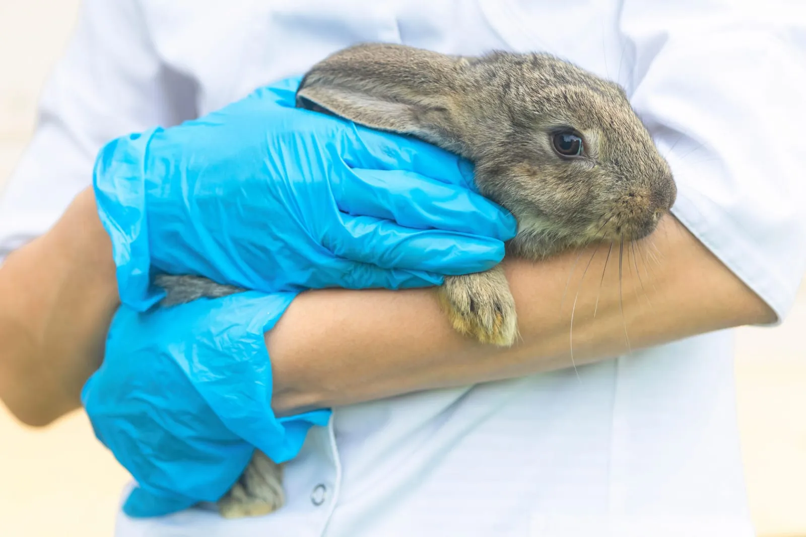 Rabbit being held by vet in gloves
