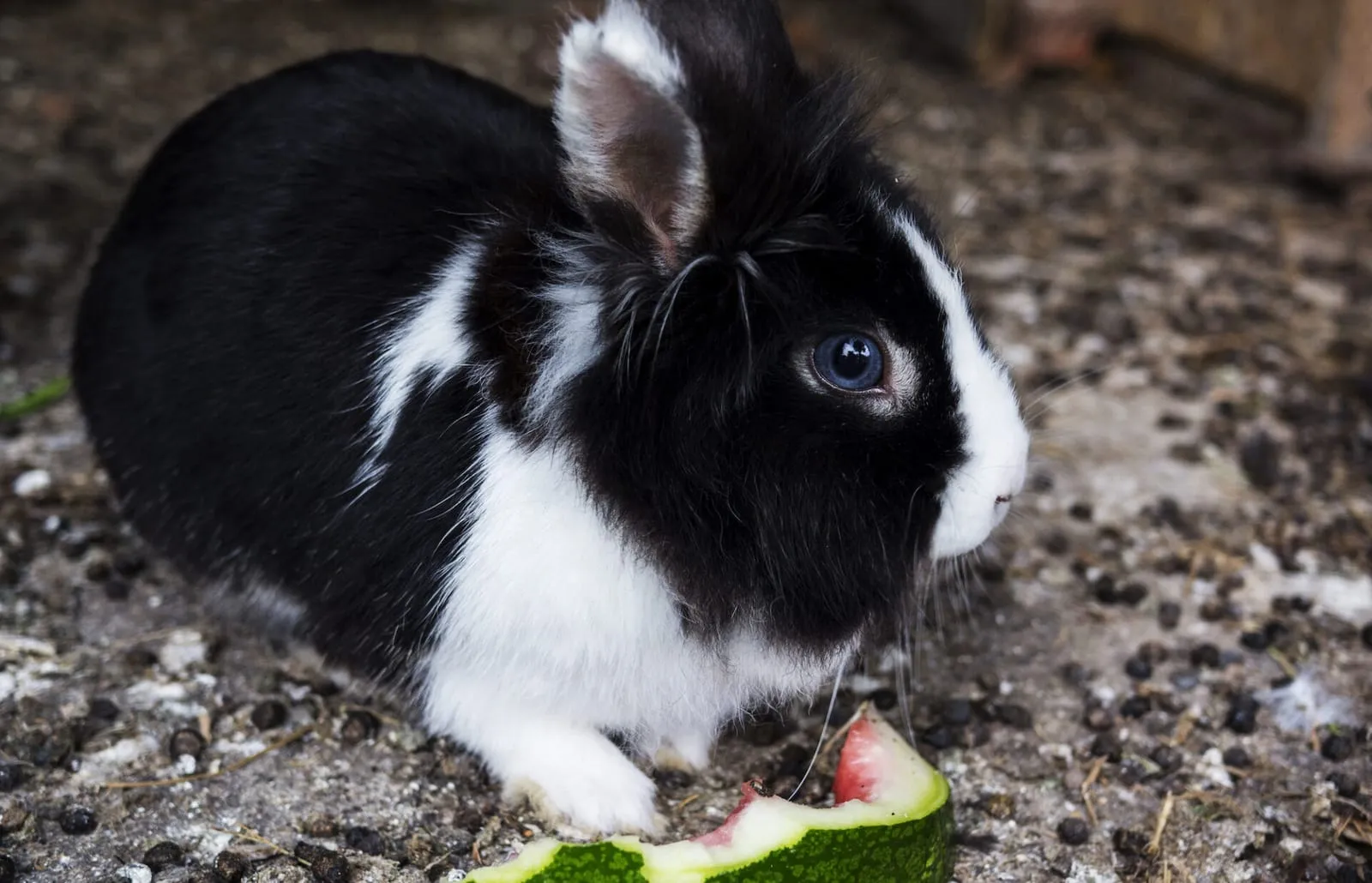 Rabbit sitting next to eaten watermelon