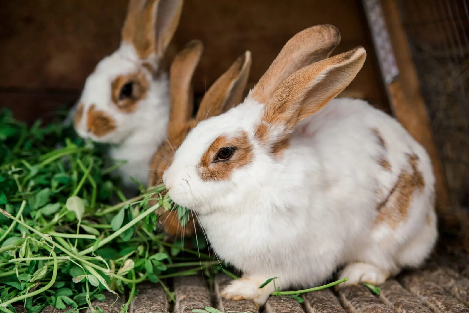 Rabbits eating grass next to each other inside hutch