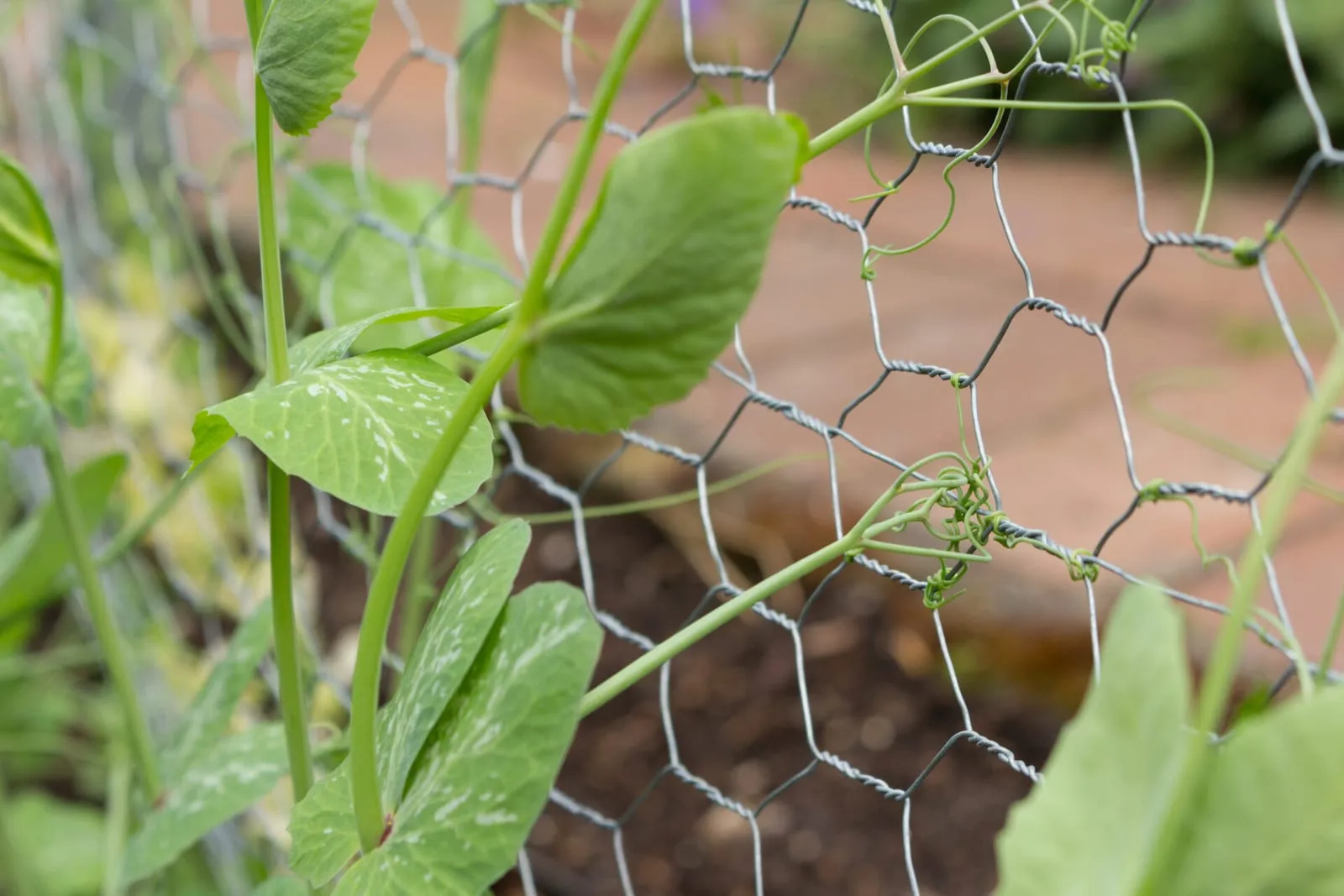 Peas next to a wire fence