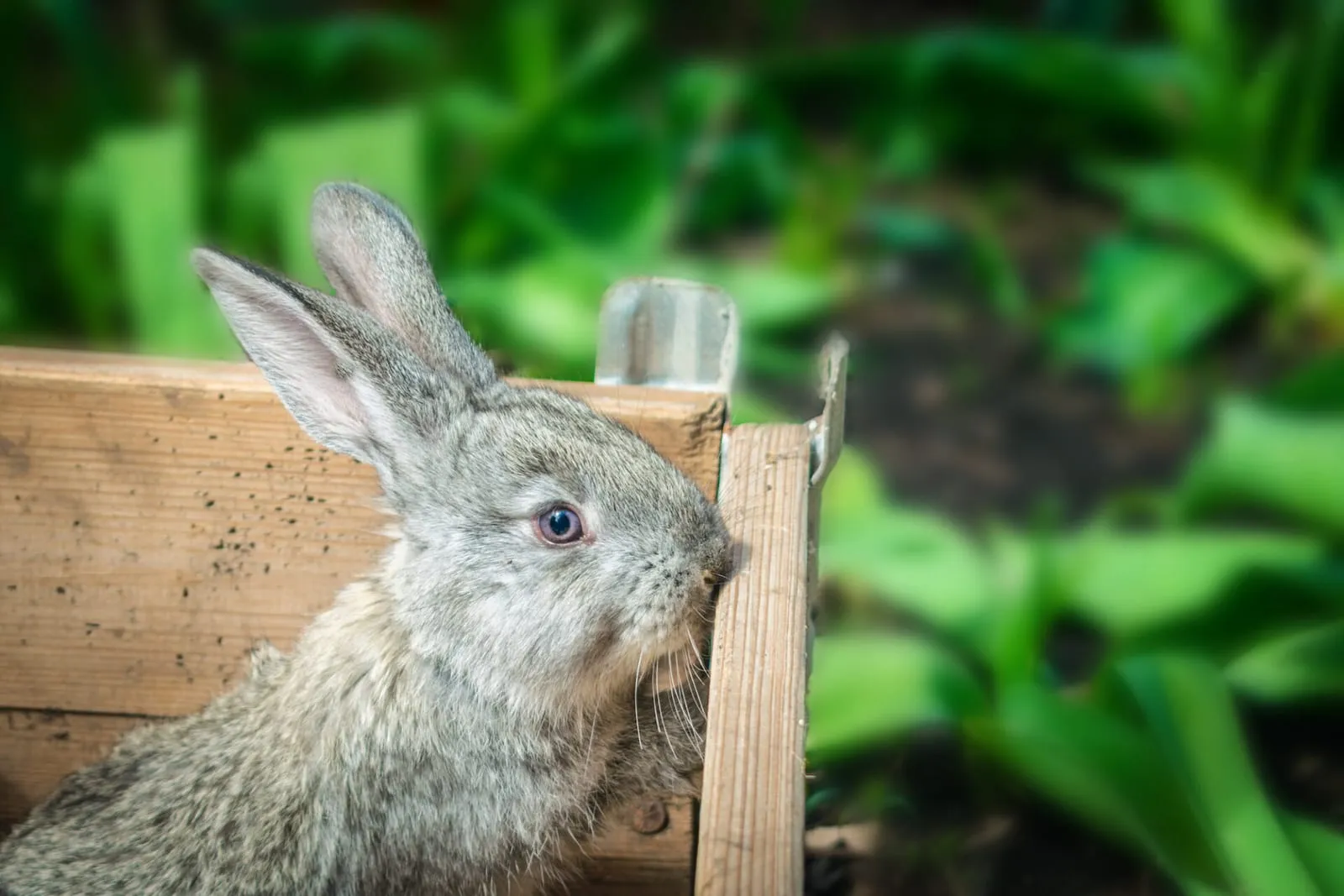 Rabbit peeking over the top of a fence
