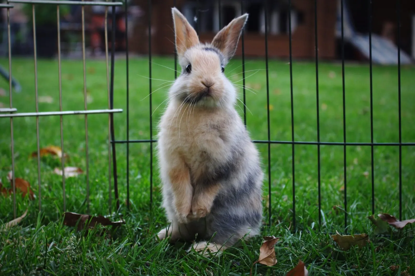 Rabbit standing next to a fence in a field