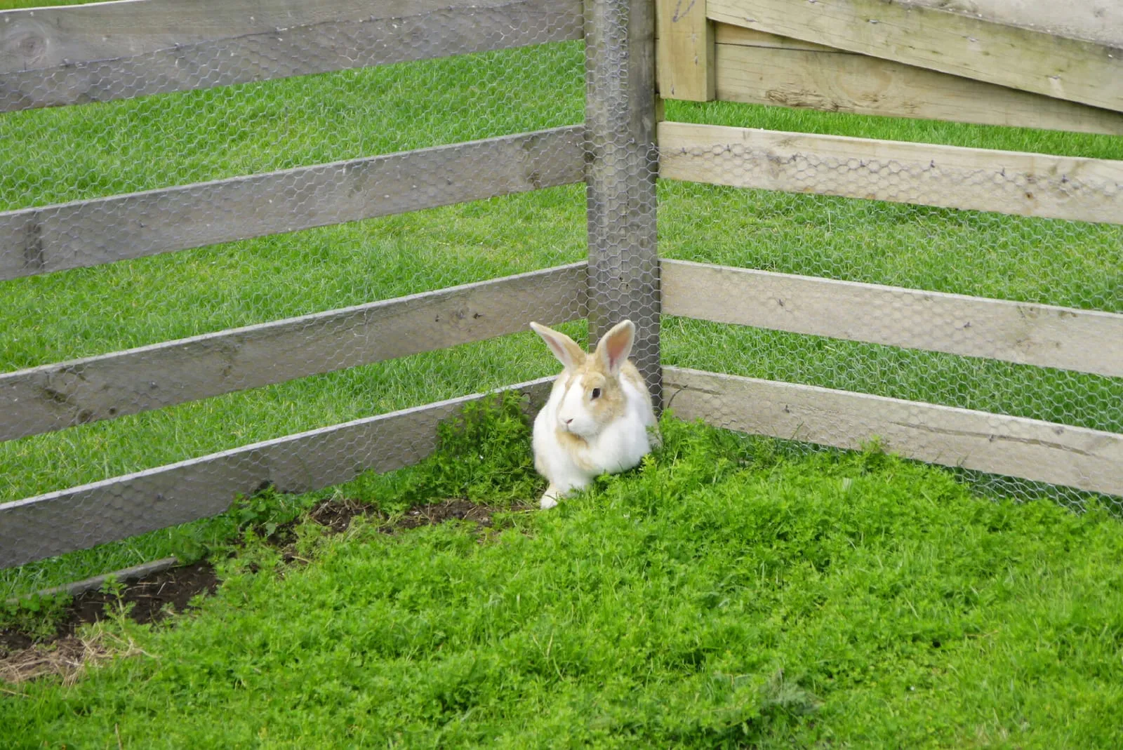 Rabbit standing next to a wooden and wire fence