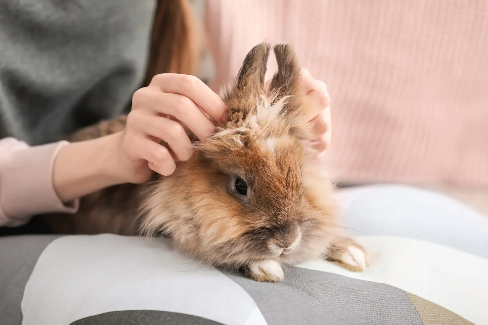 Rabbit being massaged by woman