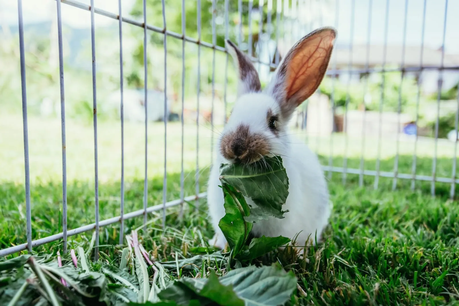 Rabbit eating leaves in an outdoor enclosure