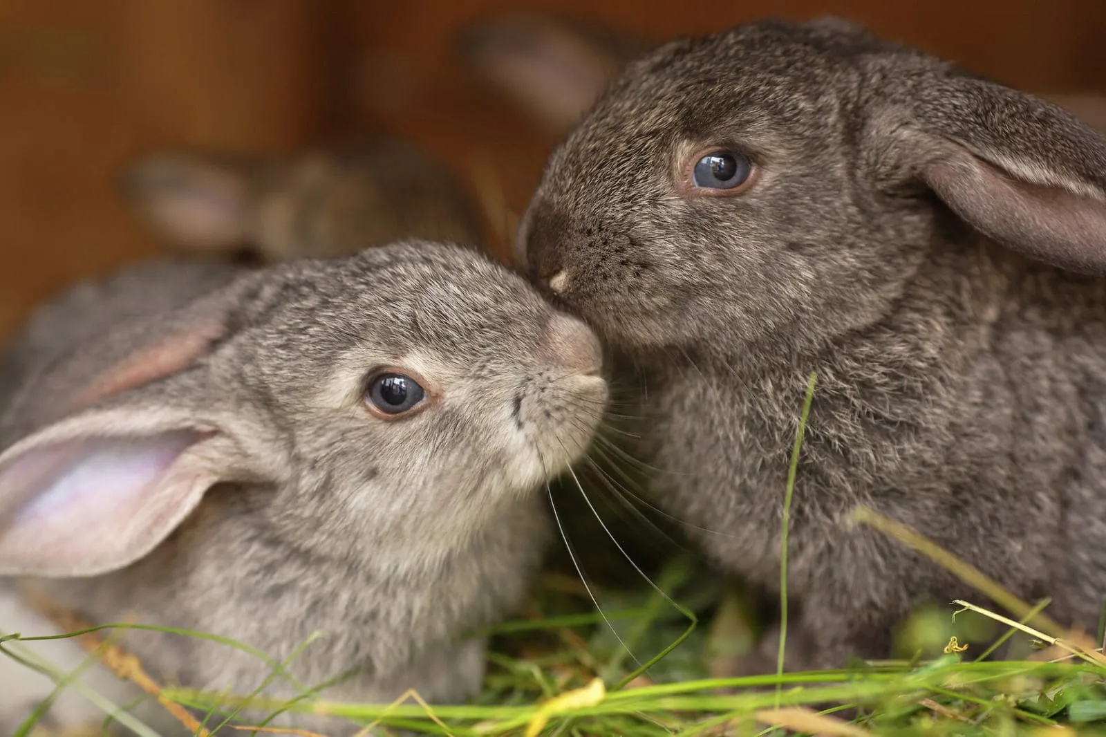 Rabbits kissing each other