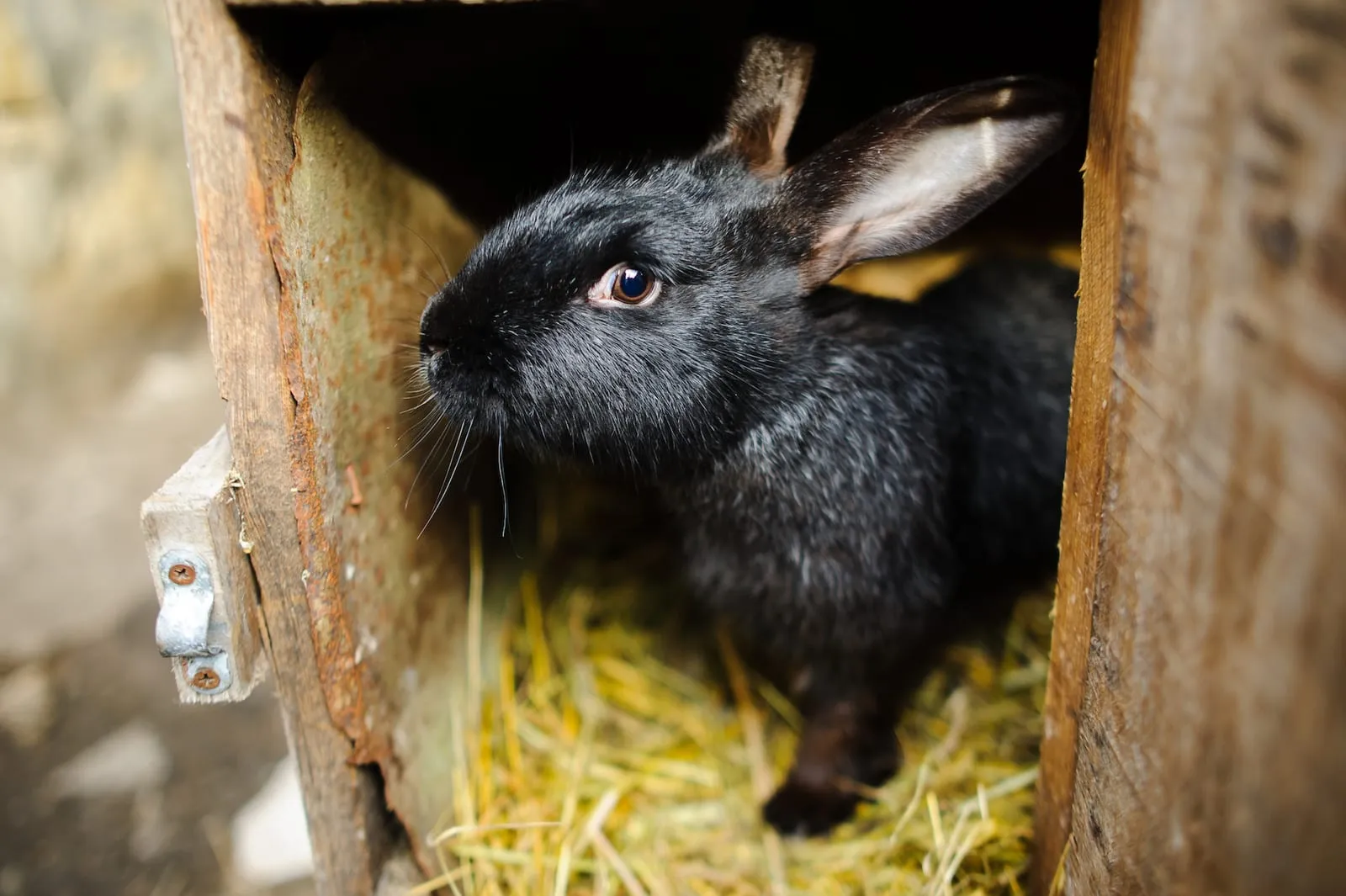 Black rabbit peeking out of hutch