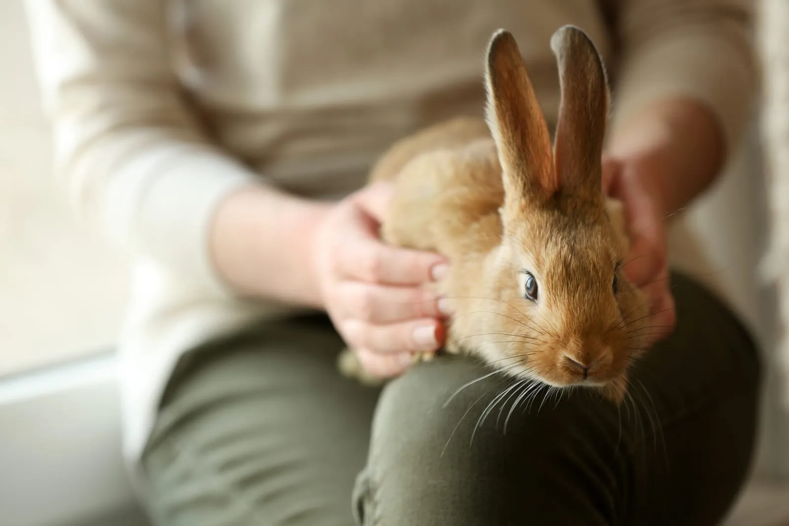 Closeup of a woman holding a rabbit