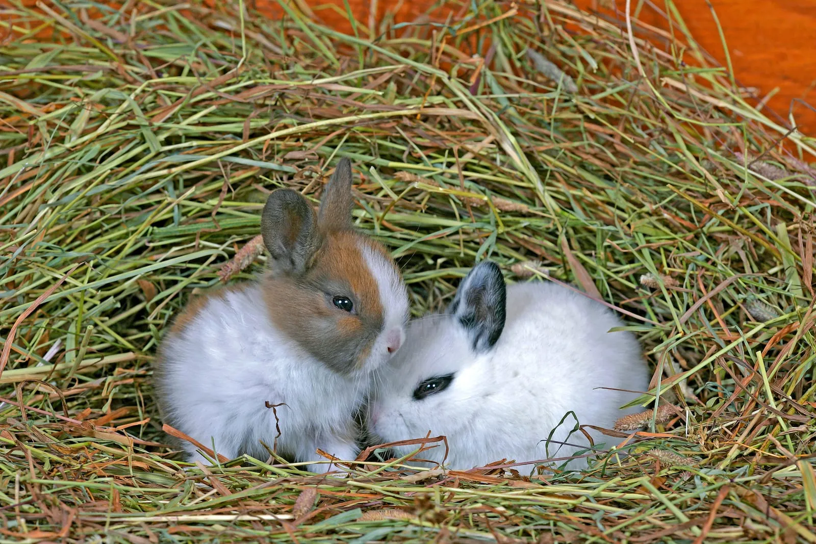 Two small rabbits sitting in hay