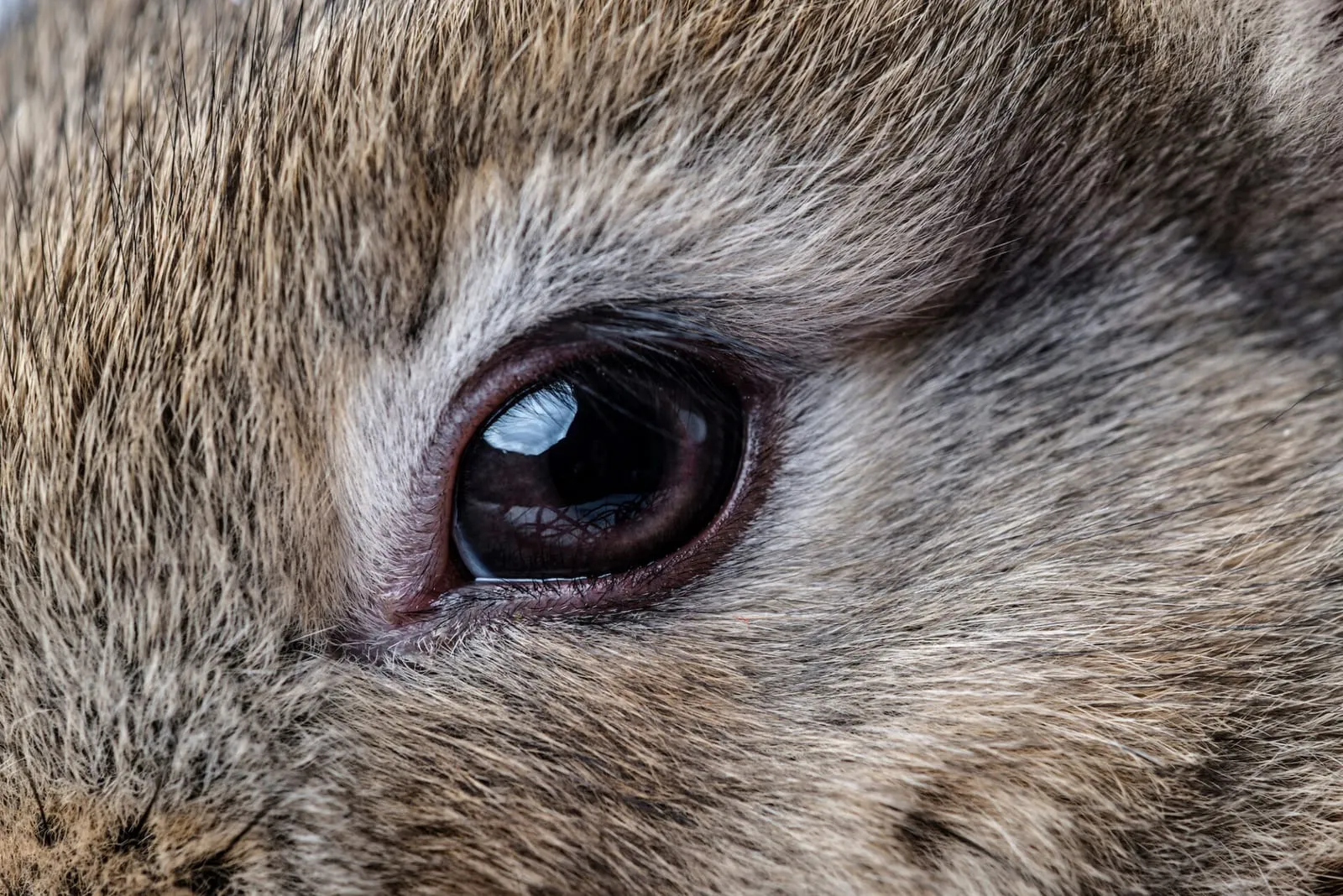 Closeup of a rabbit eye