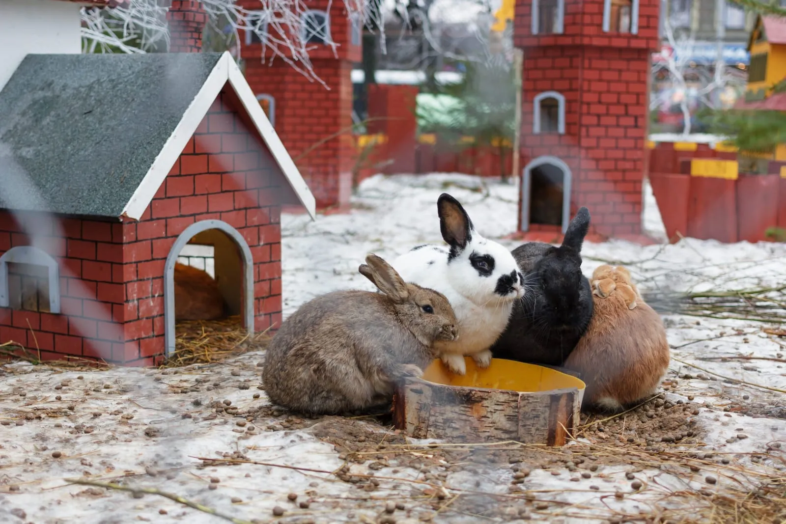 Rabbit sitting outside of little rabbit house