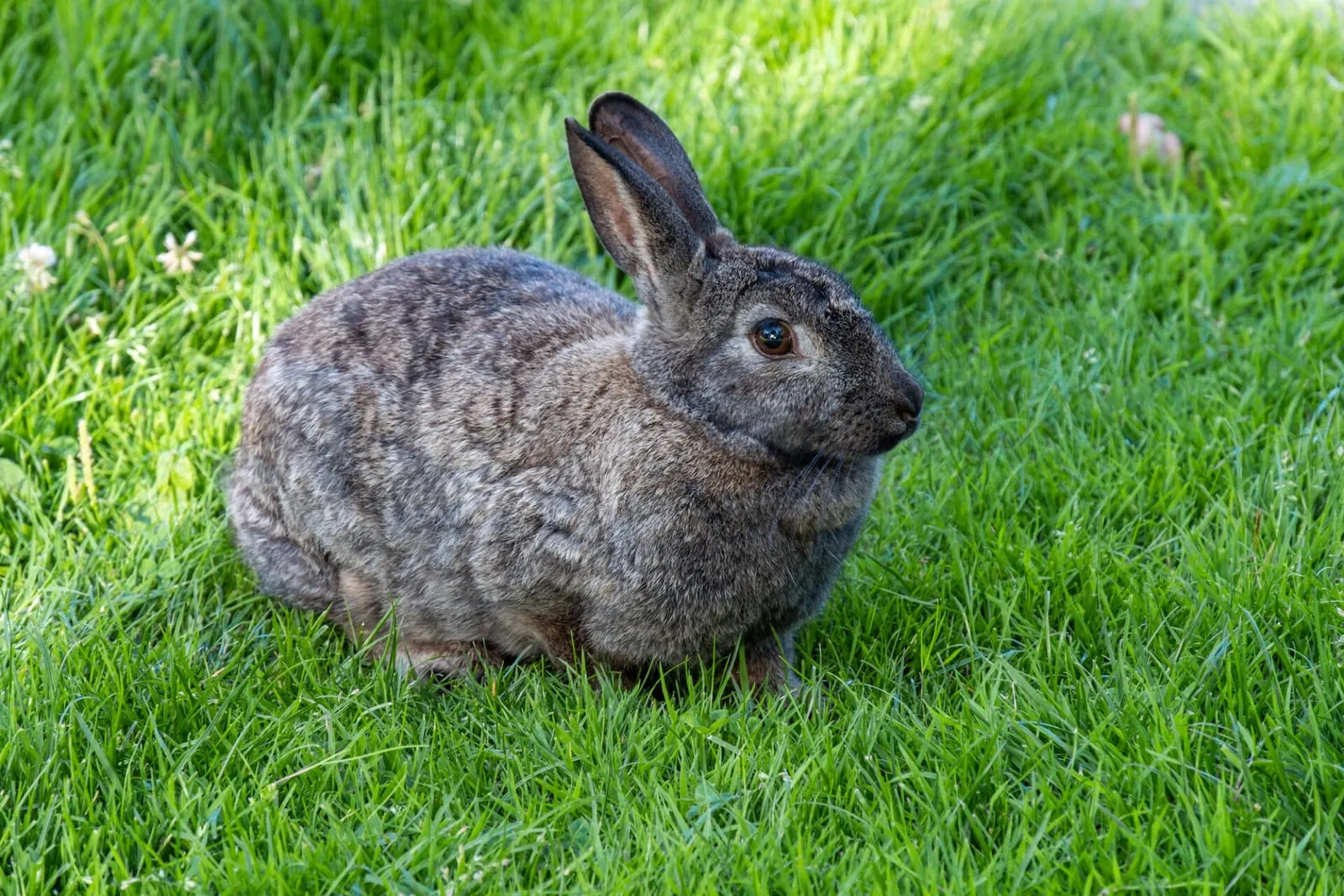 Rabbit sitting on grass