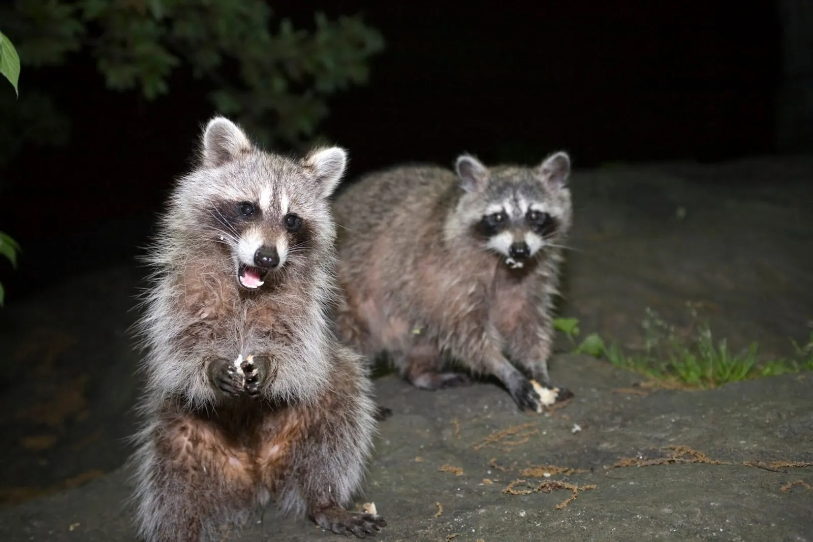 Two raccoons at night